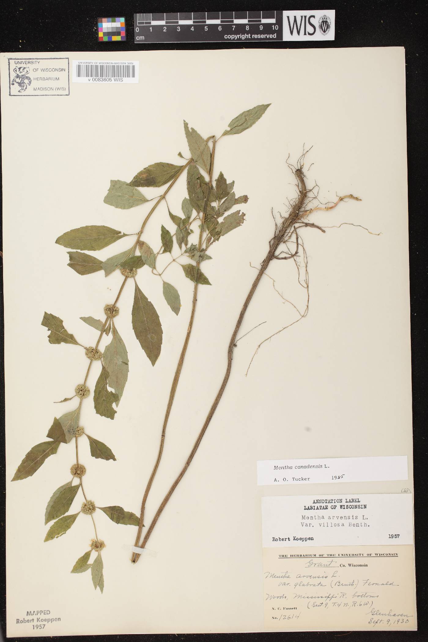 Mentha canadensis image