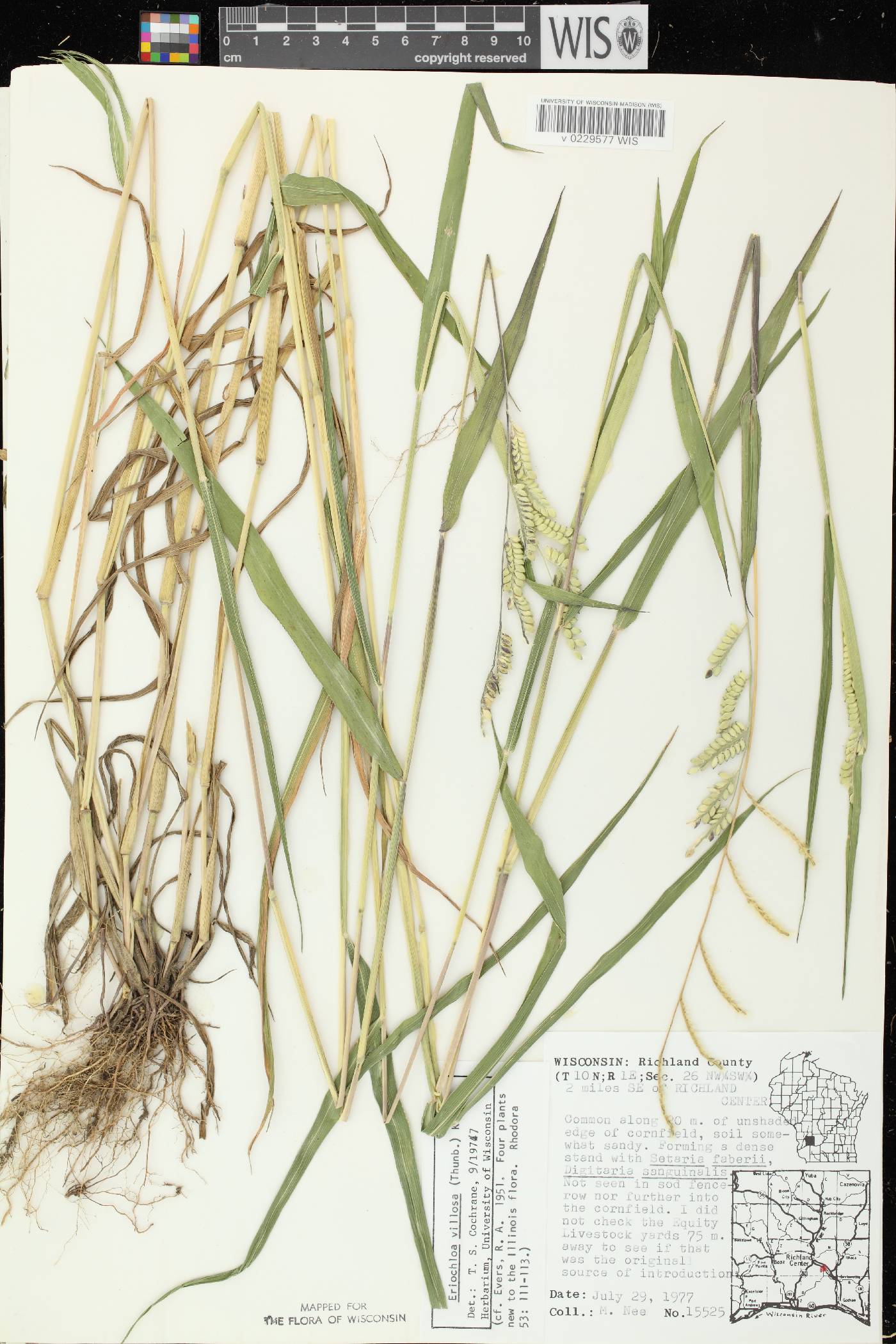 Eriochloa villosa image