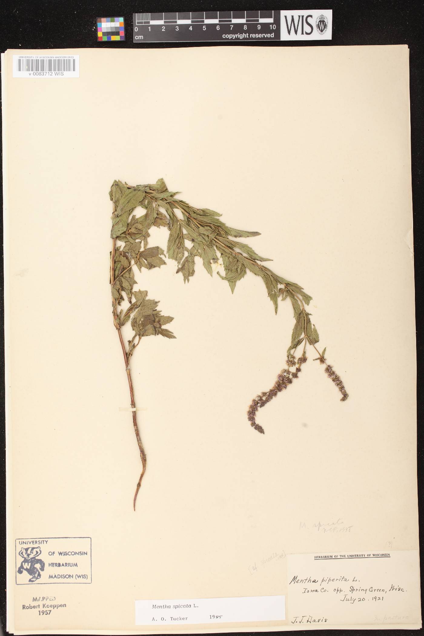 Mentha spicata image
