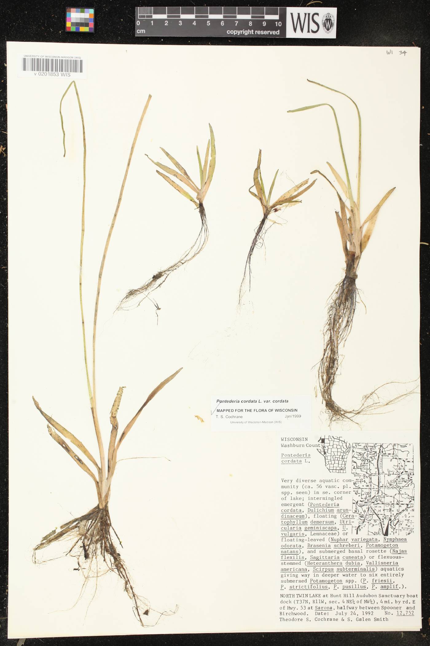 Pontederia cordata image