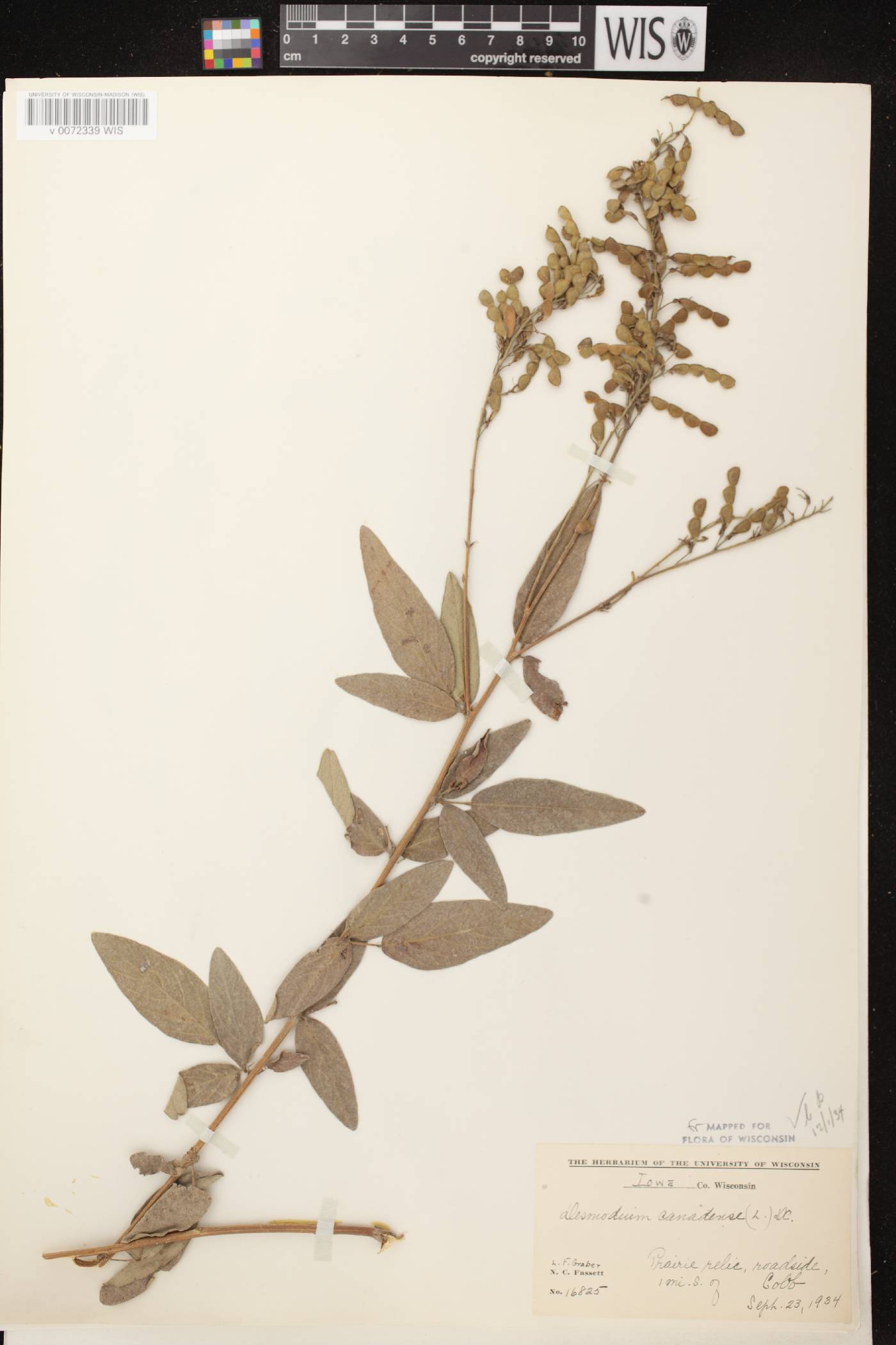 Desmodium canadense image