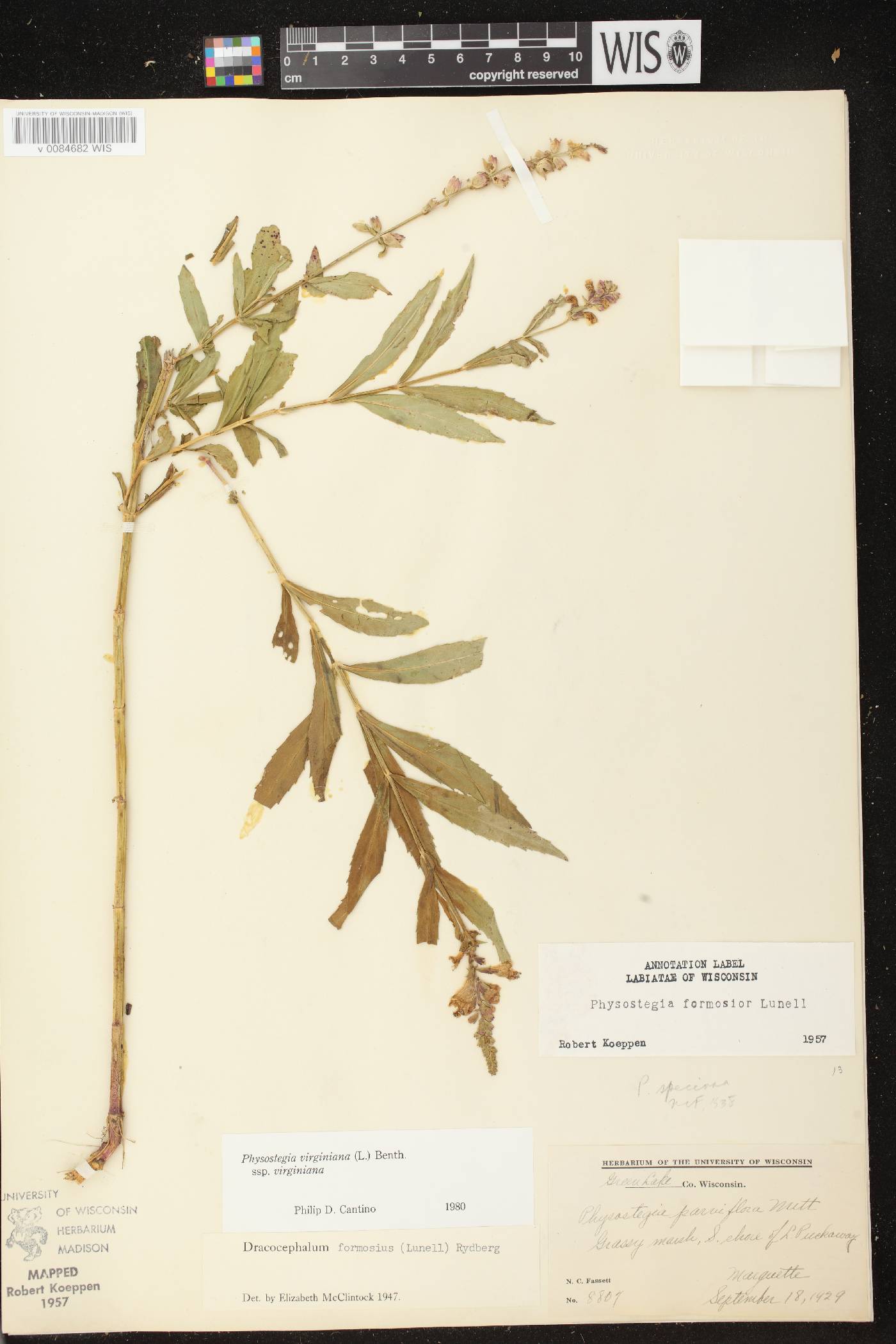 Physostegia virginiana image