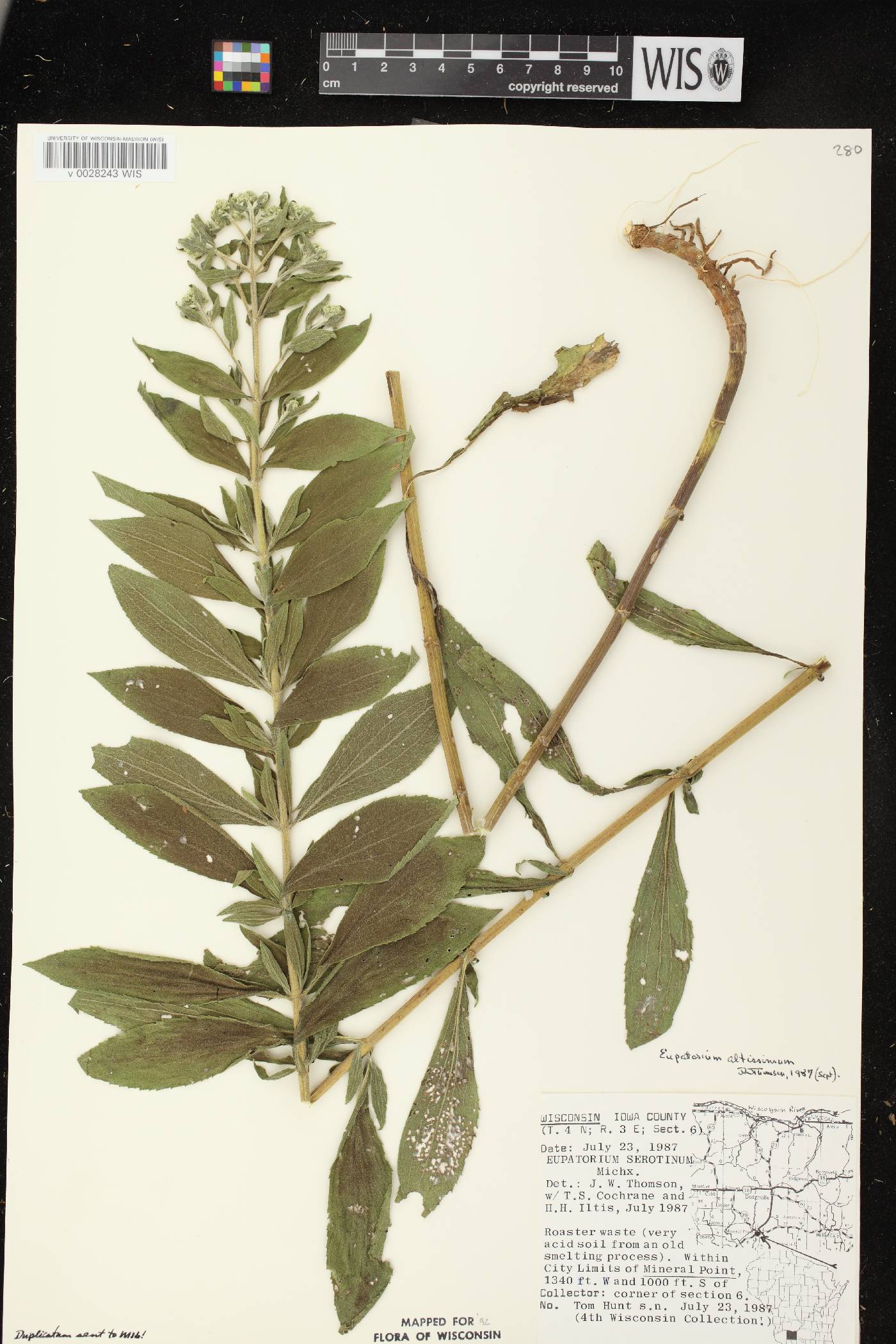 Eupatorium altissimum image