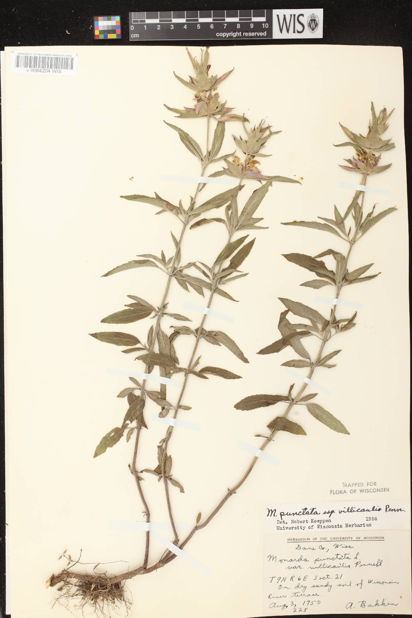 Monarda punctata var. villicaulis image