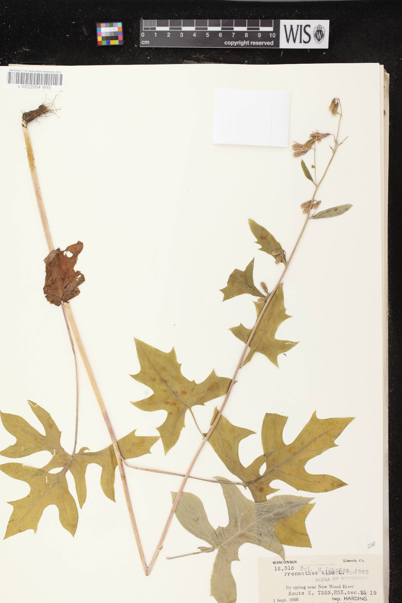 Prenanthes alba image