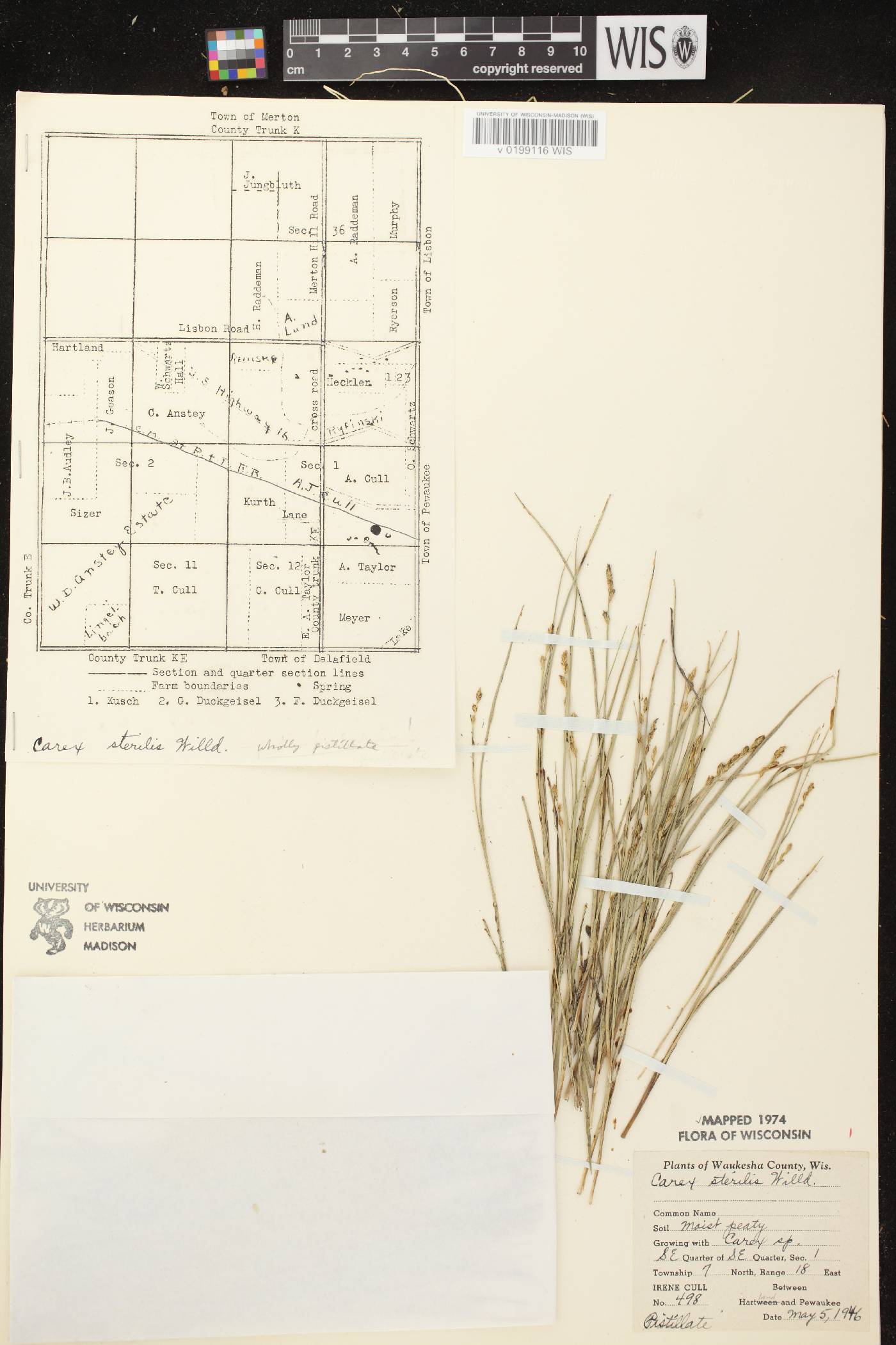 Carex sterilis image