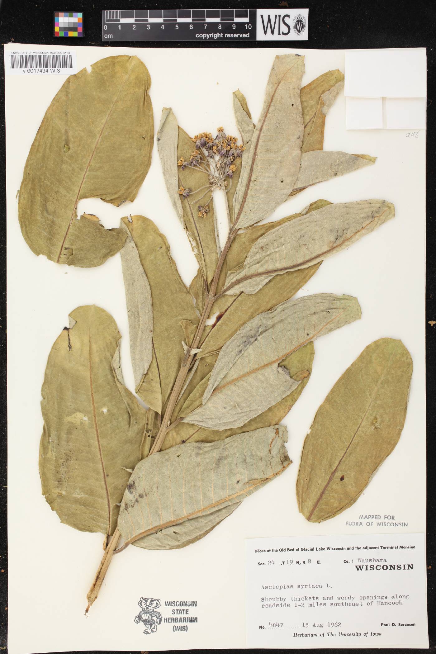 Asclepias syriaca image