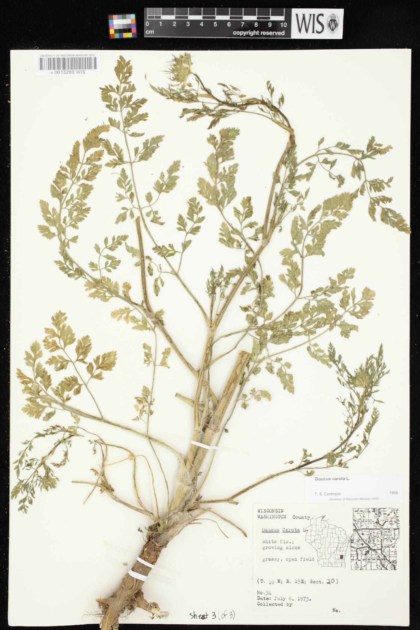 Daucus carota image