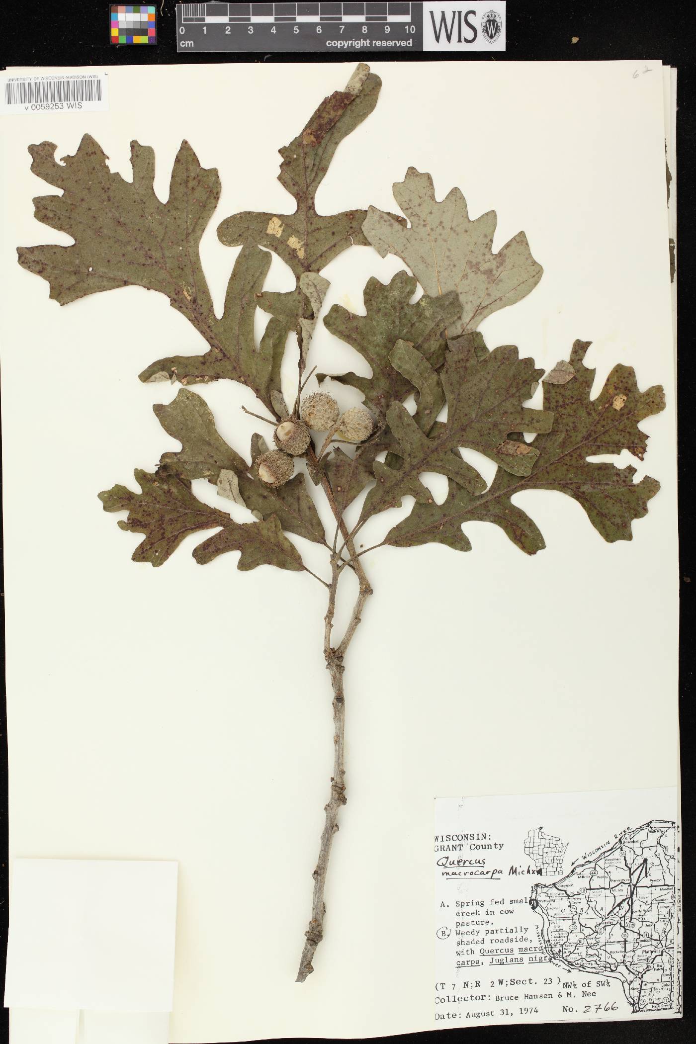 Quercus macrocarpa image