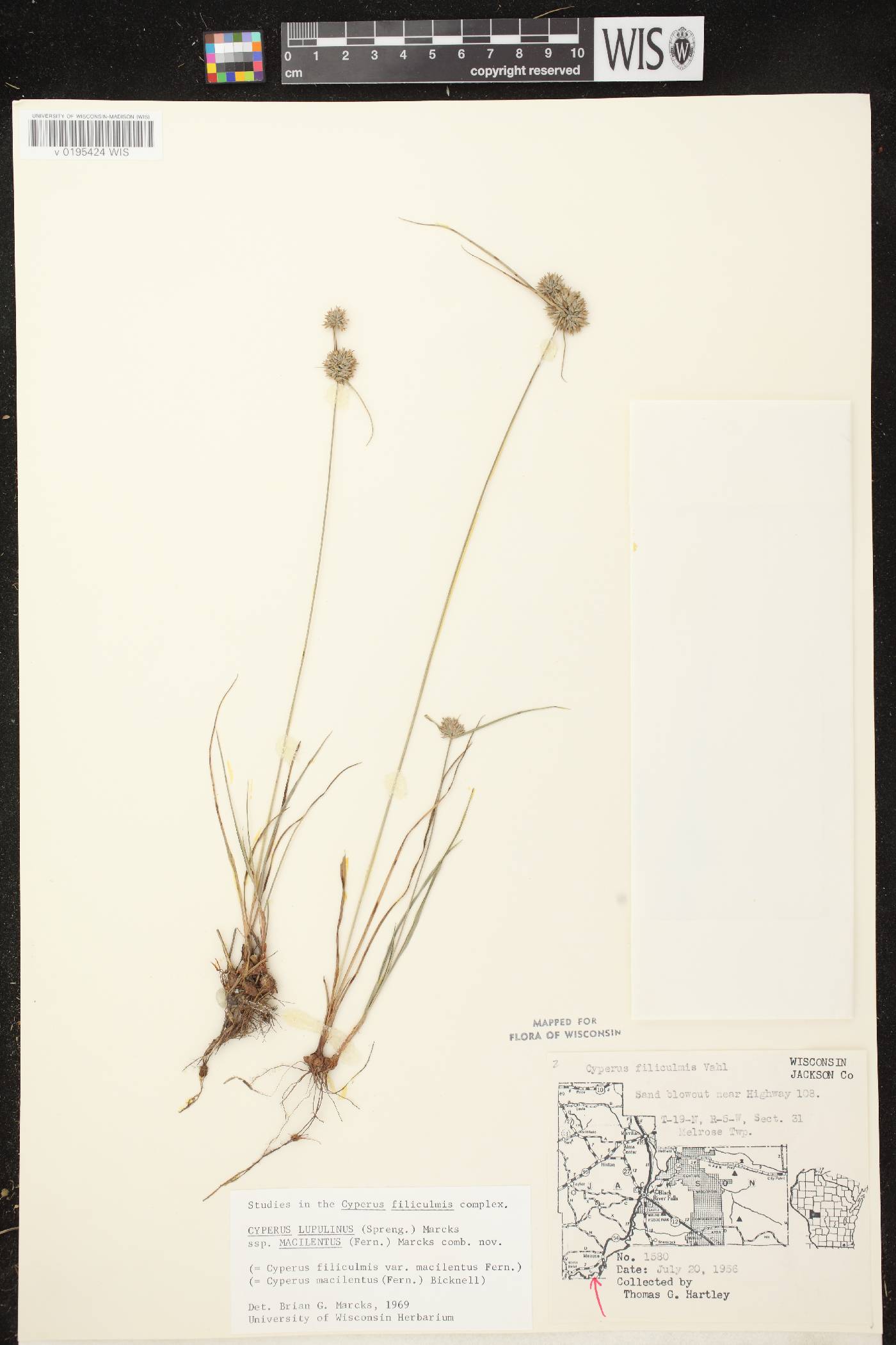 Cyperus lupulinus image