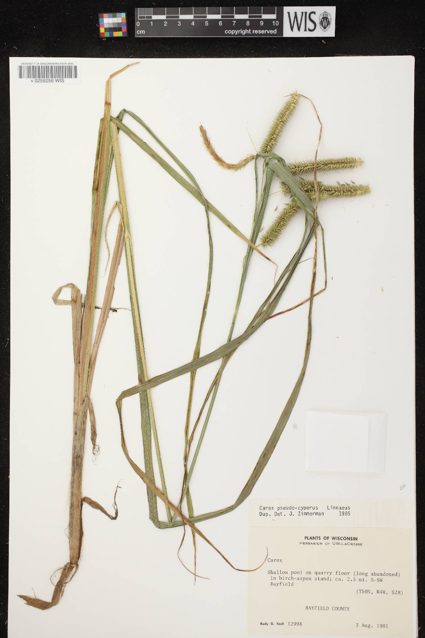 Carex pseudocyperus image