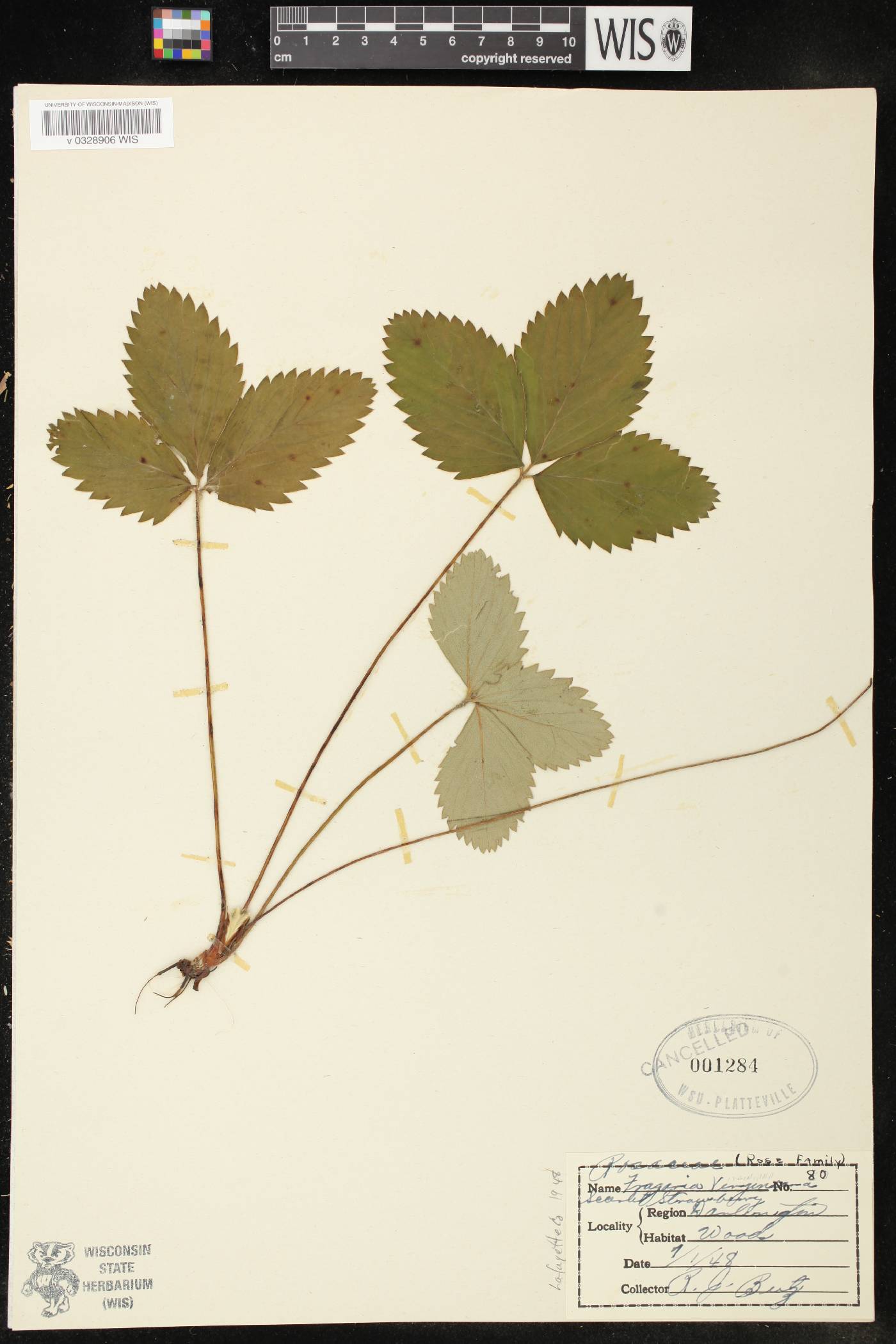 Fragaria virginiana image