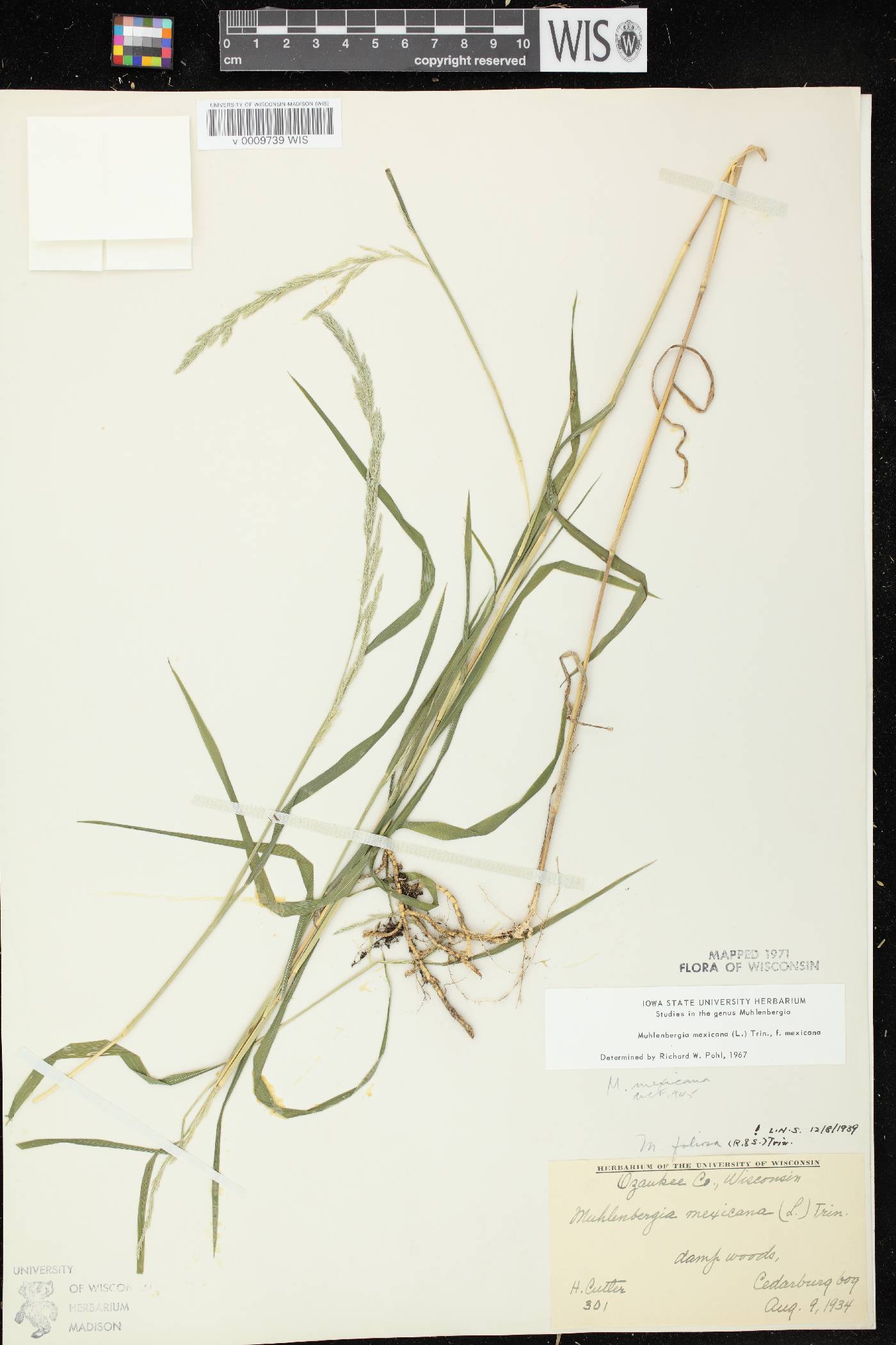 Muhlenbergia mexicana image