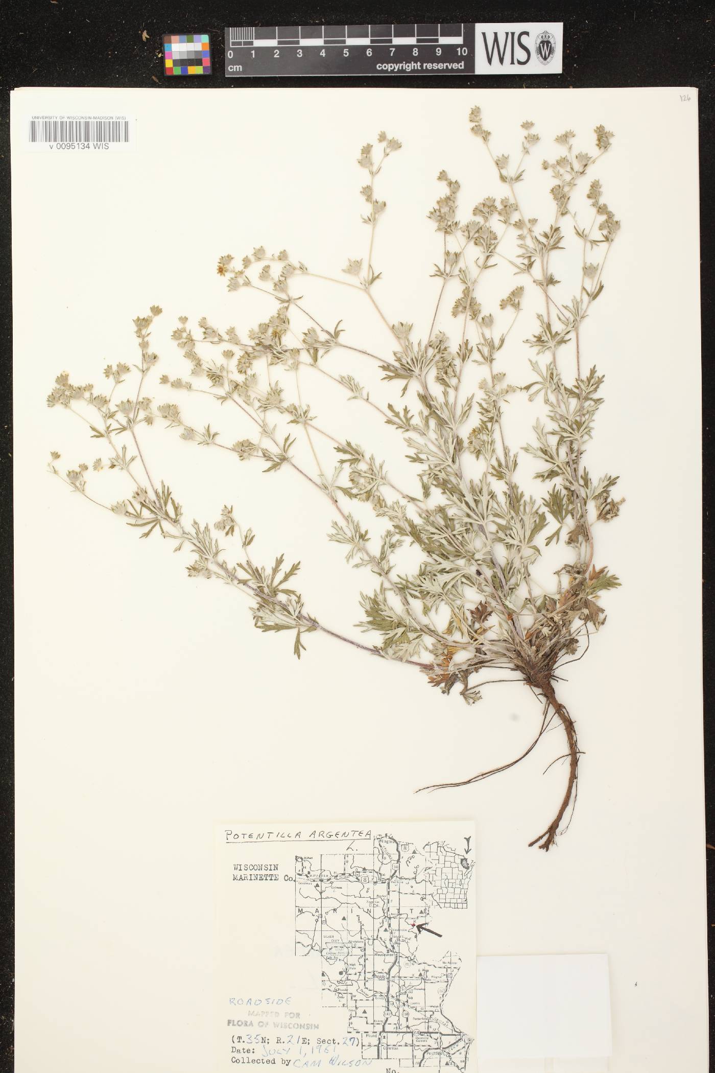 Potentilla argentea image