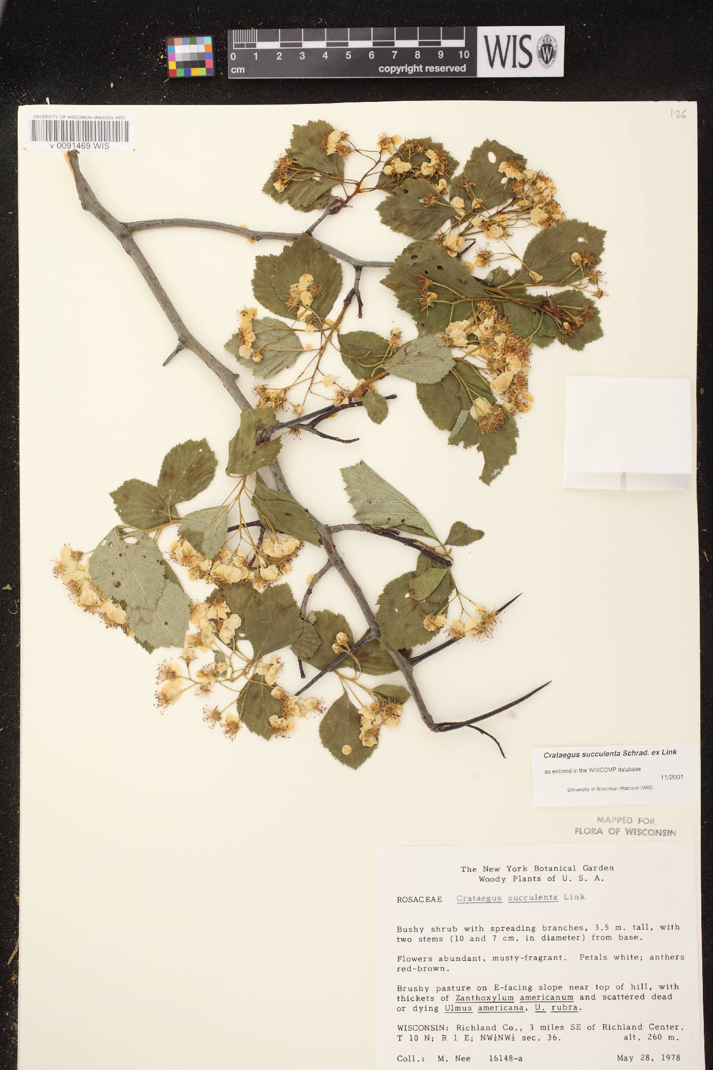 Crataegus succulenta image