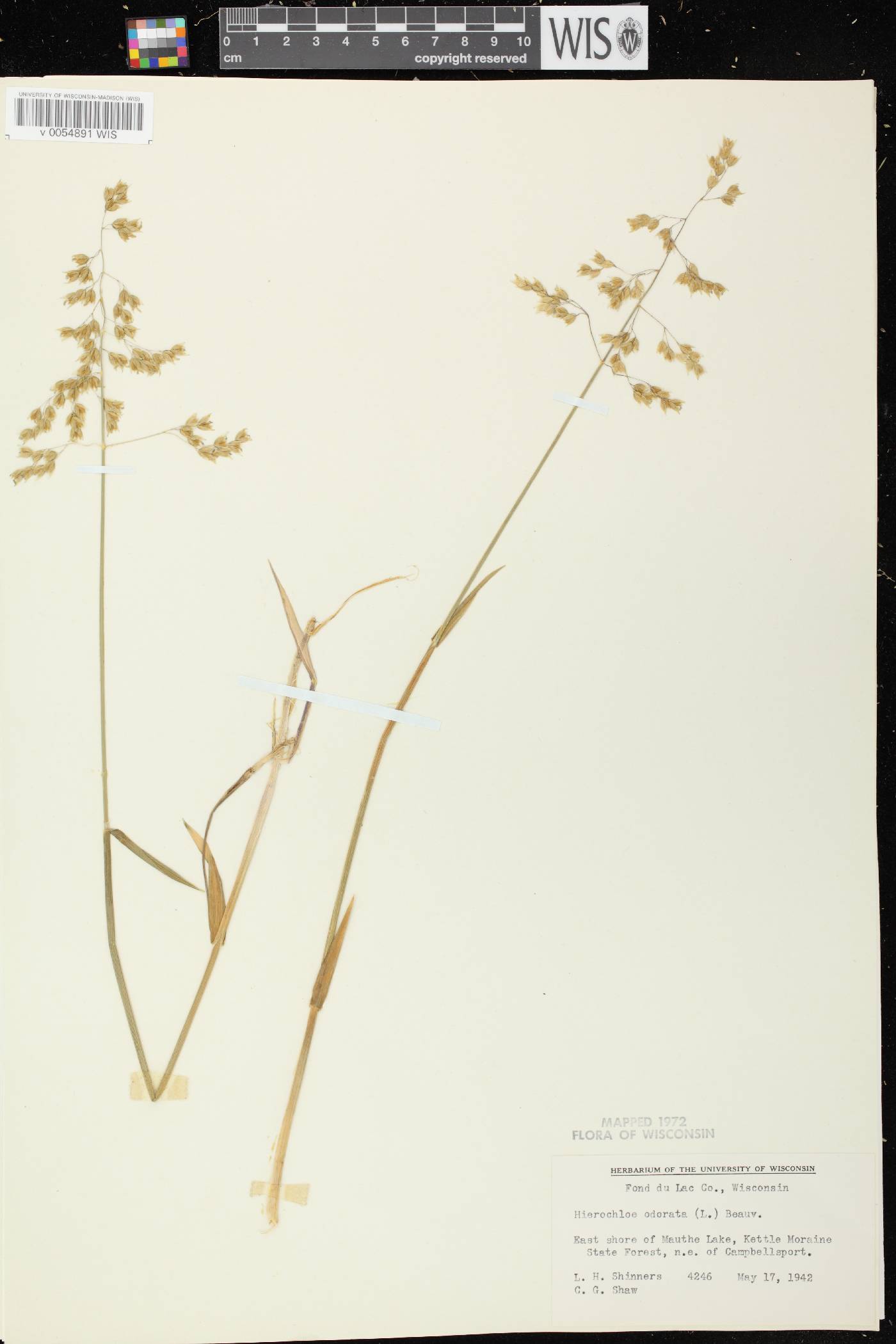 Anthoxanthum hirtum subsp. arcticum image