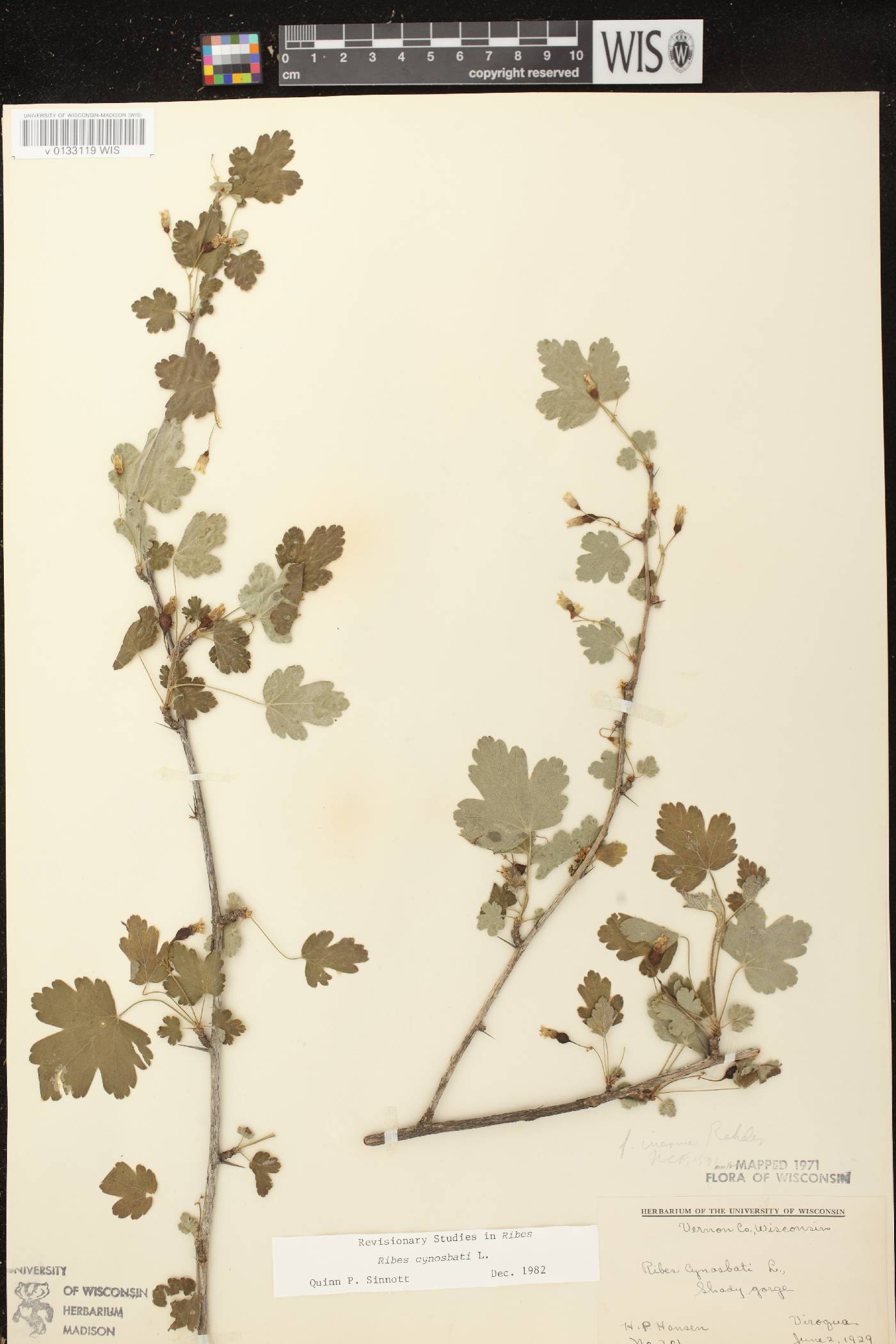 Ribes cynosbati image