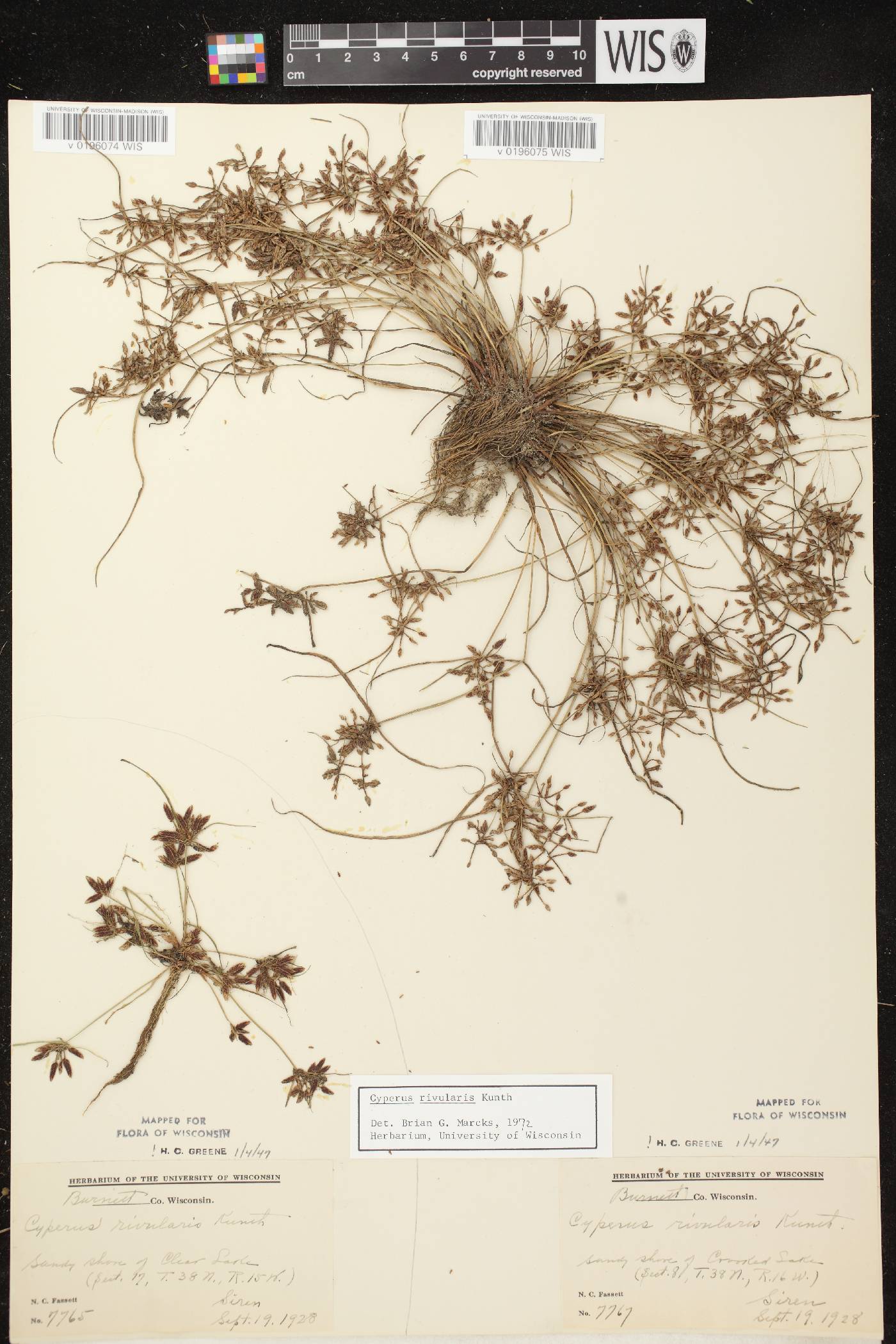 Cyperus bipartitus image