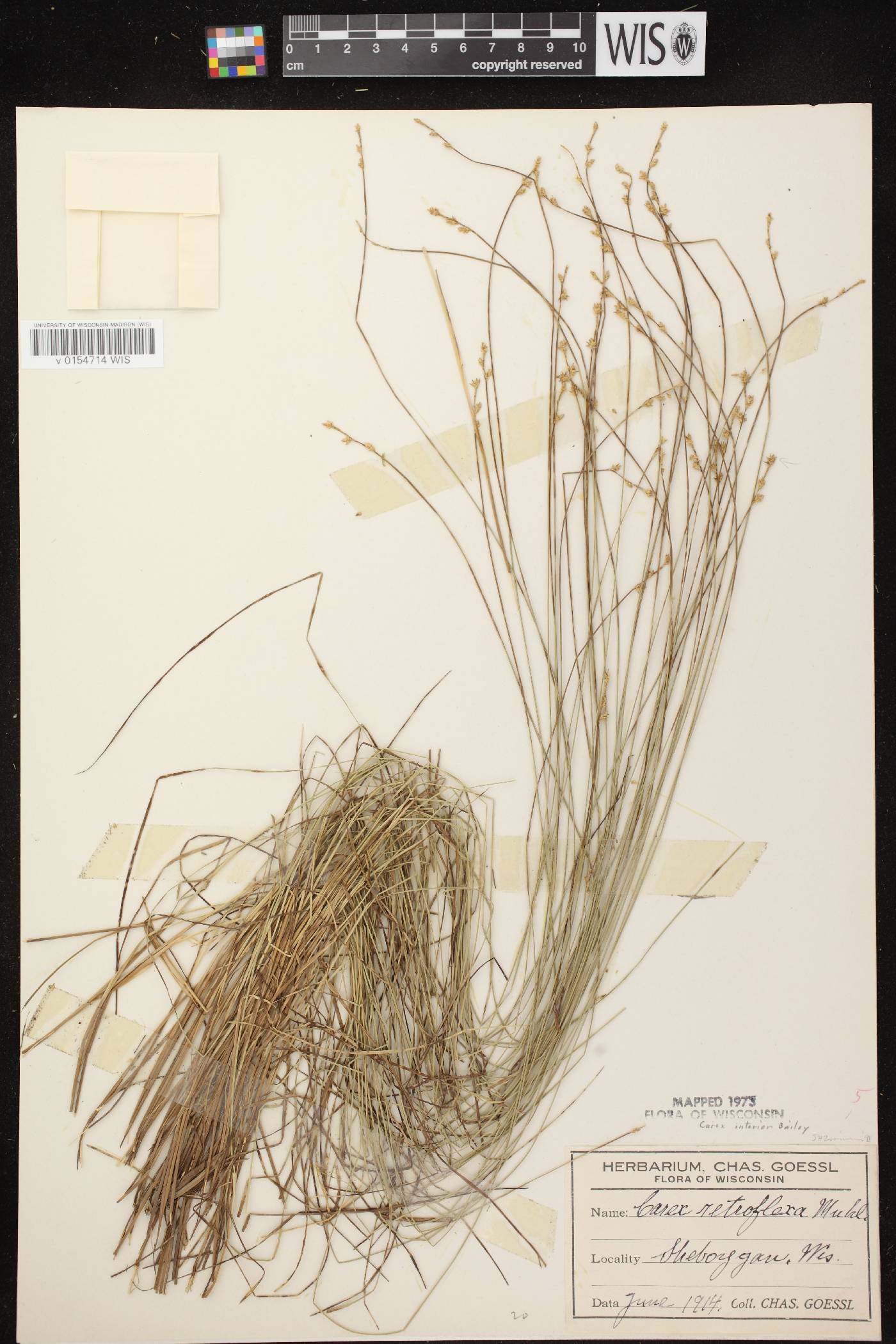 Carex interior image