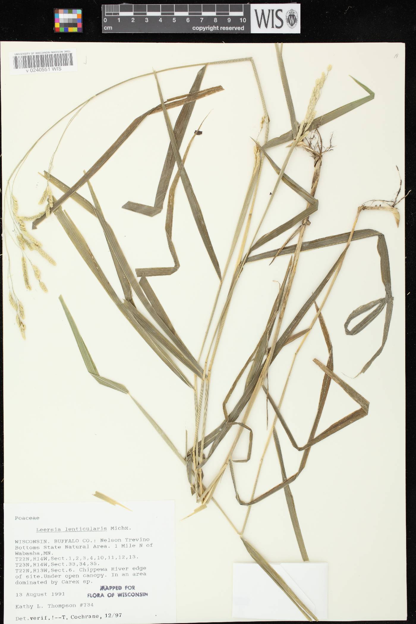 Leersia lenticularis image