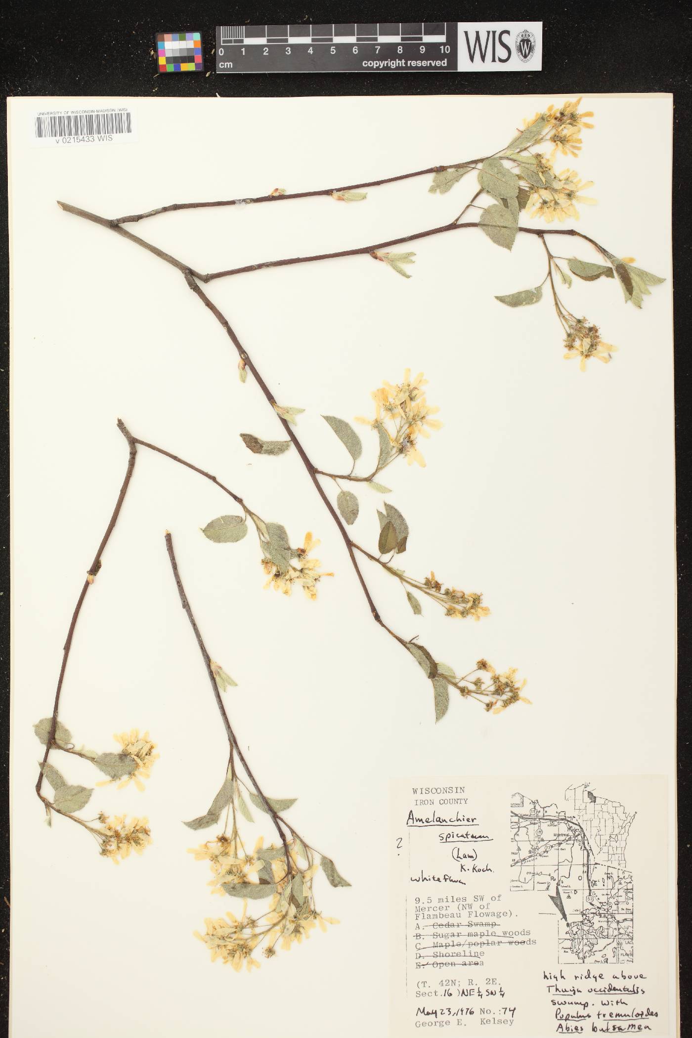 Amelanchier spicata image