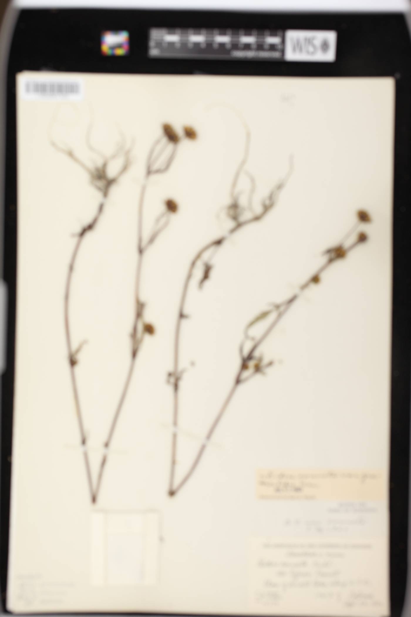Bidens connata image