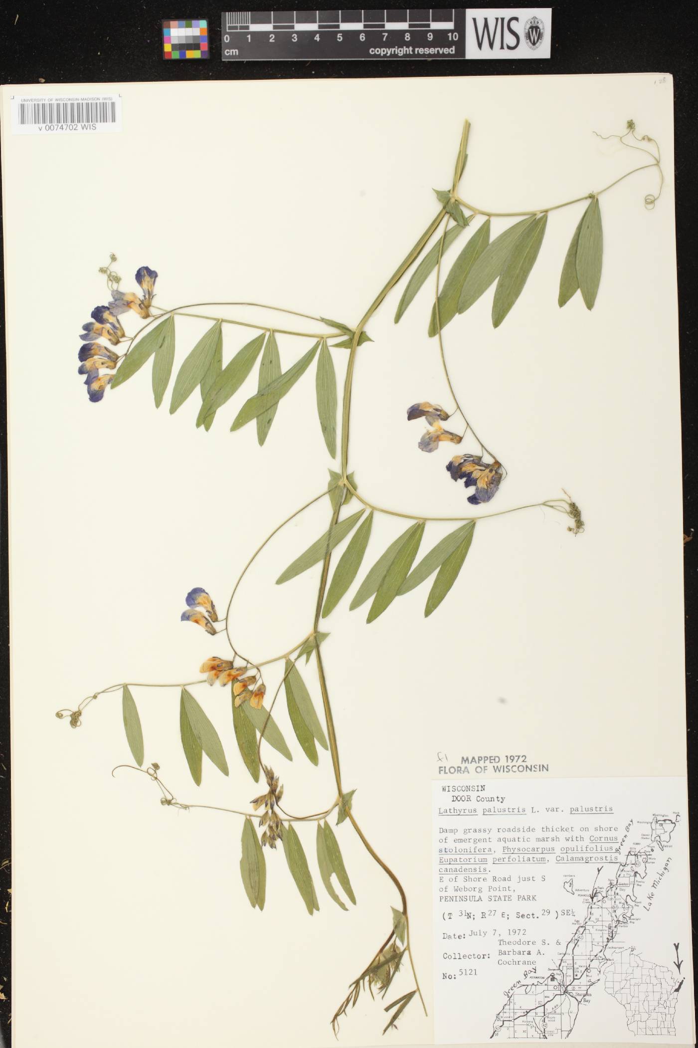 Lathyrus palustris image