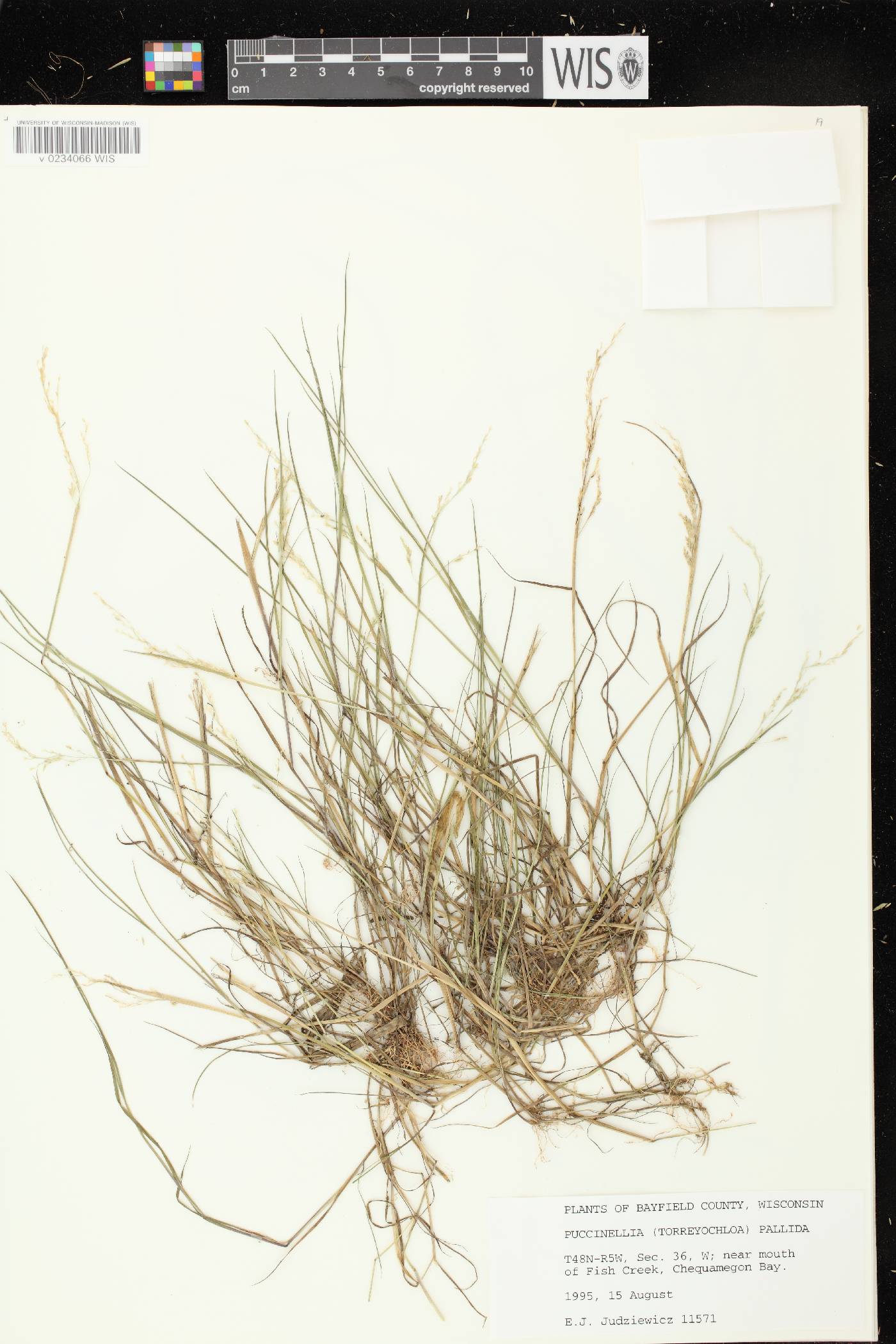 Torreyochloa pallida image