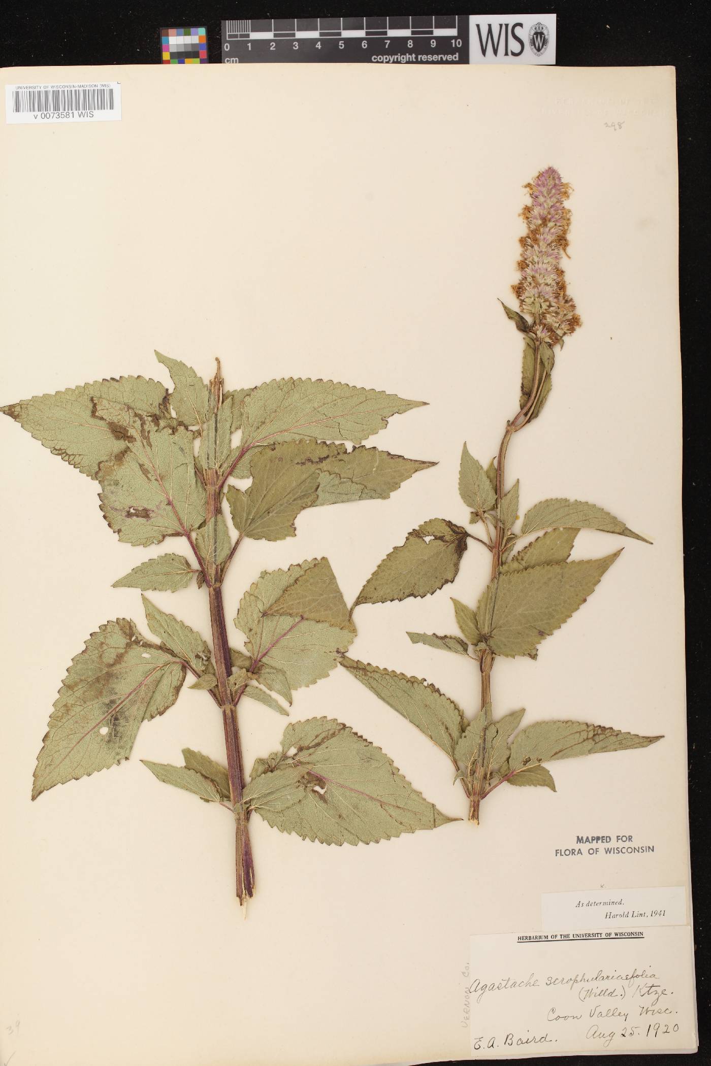 Agastache scrophulariifolia image