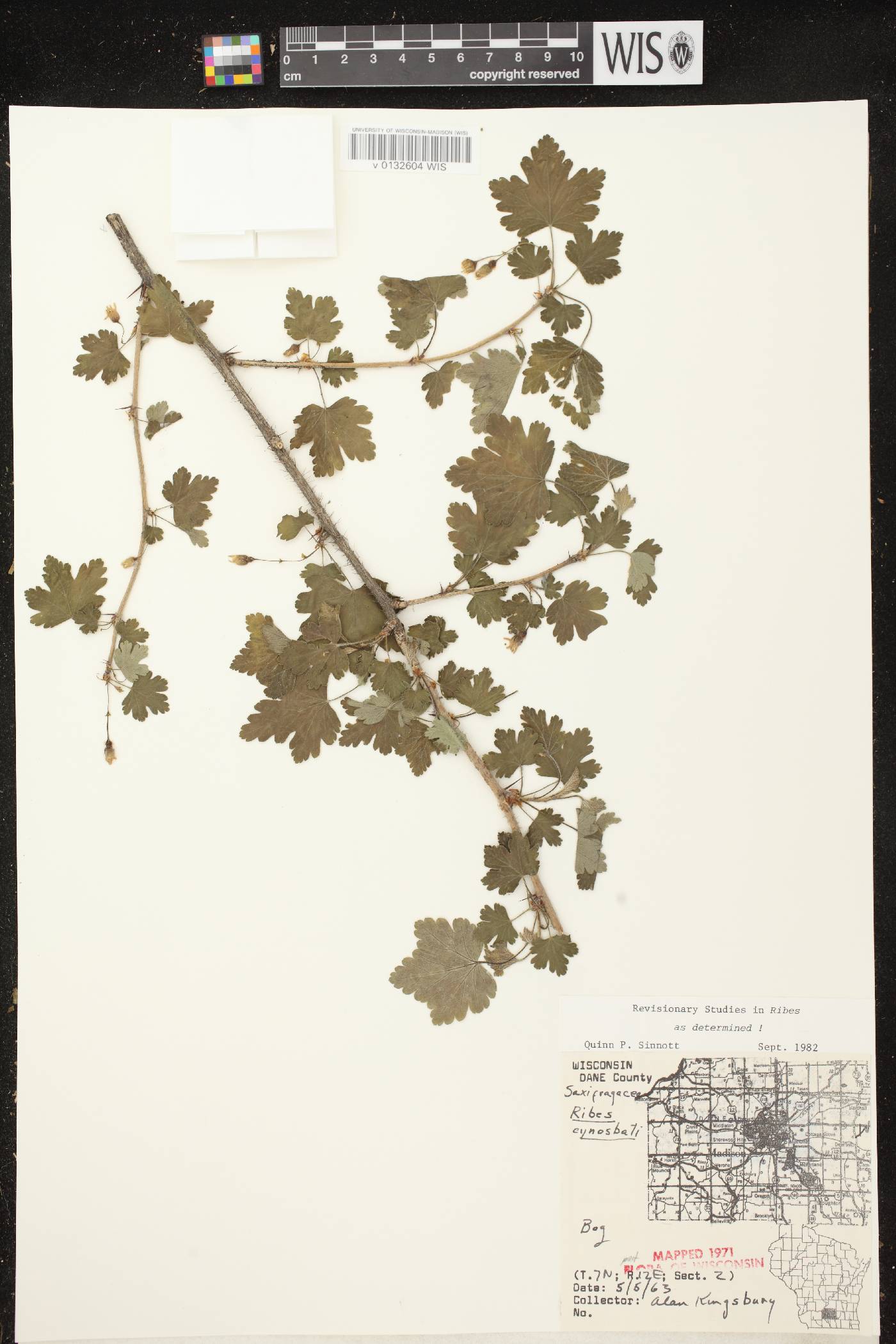 Ribes cynosbati image