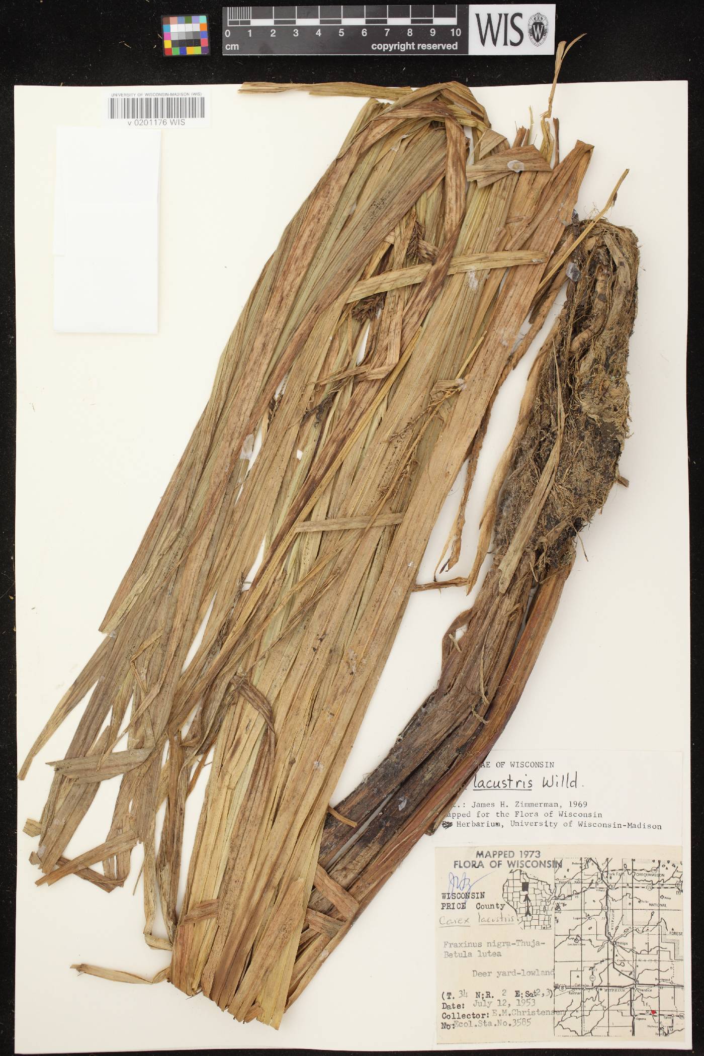 Carex lacustris image