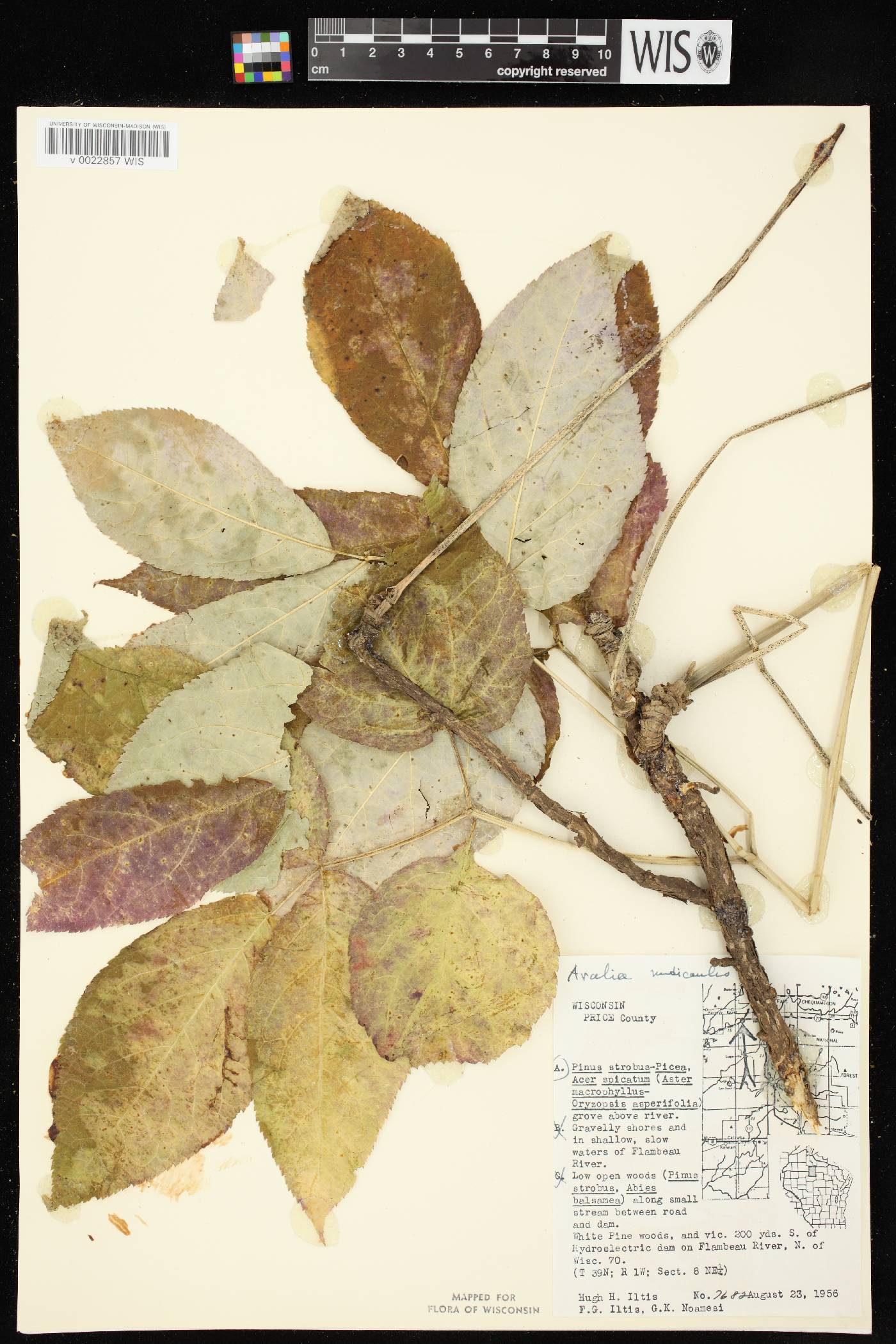 Aralia nudicaulis image