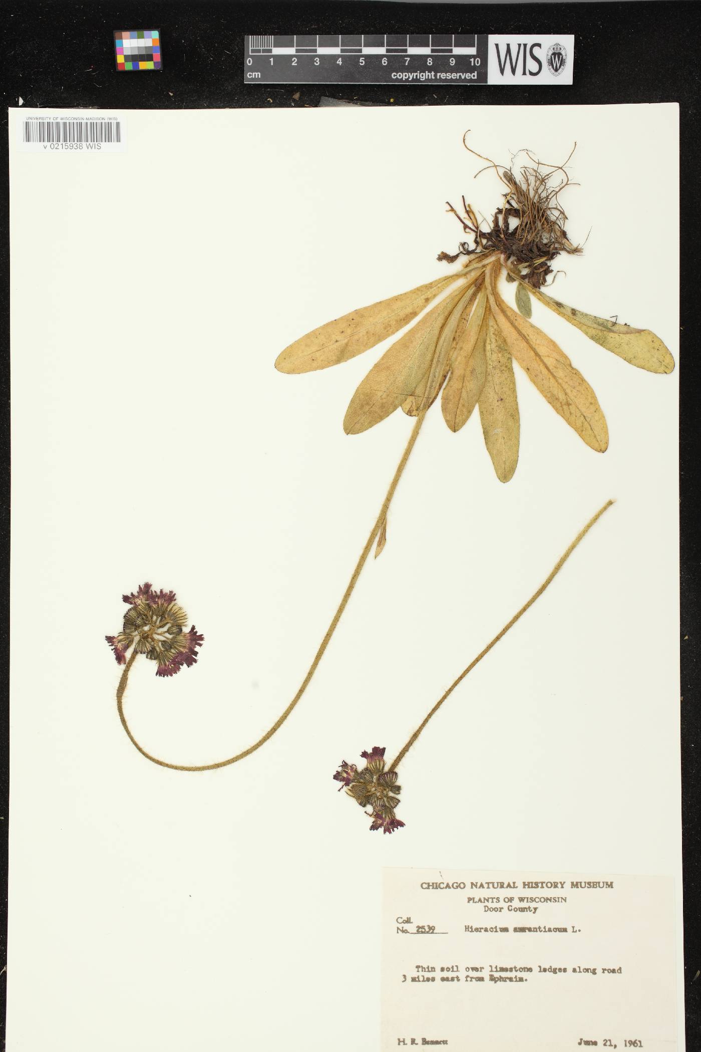 Hieracium aurantiacum image