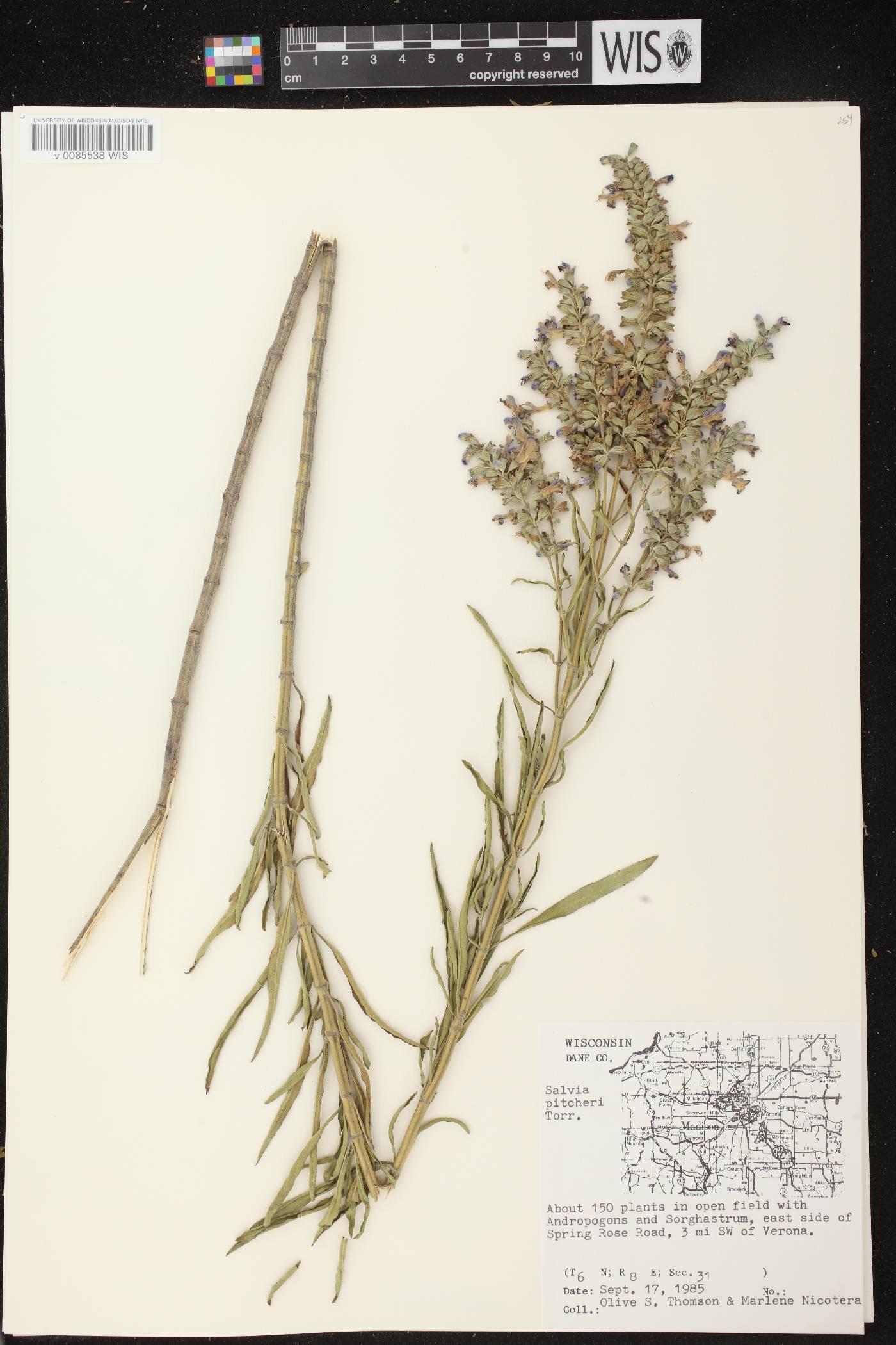 Salvia azurea var. grandiflora image