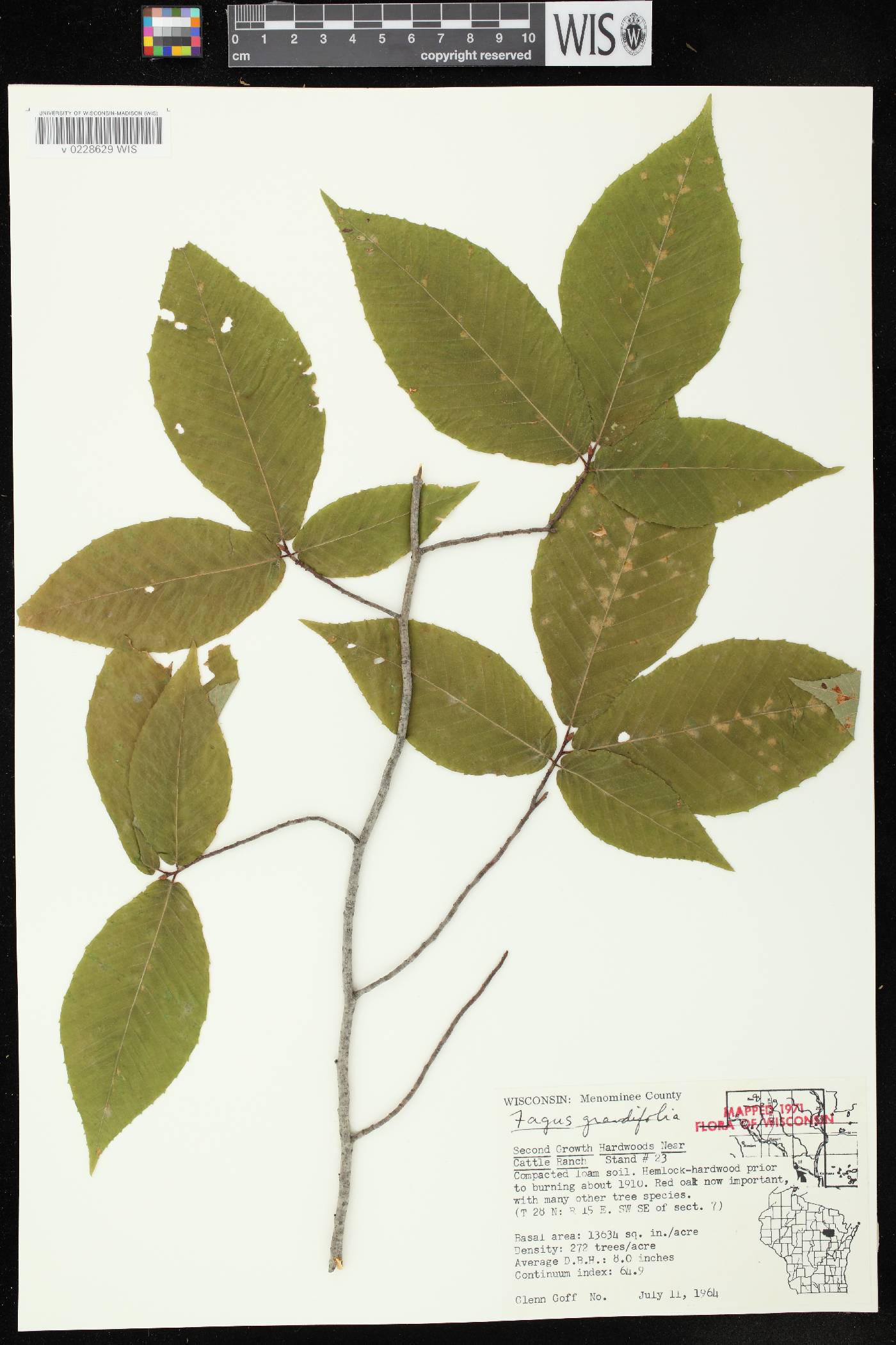 Fagus grandifolia image