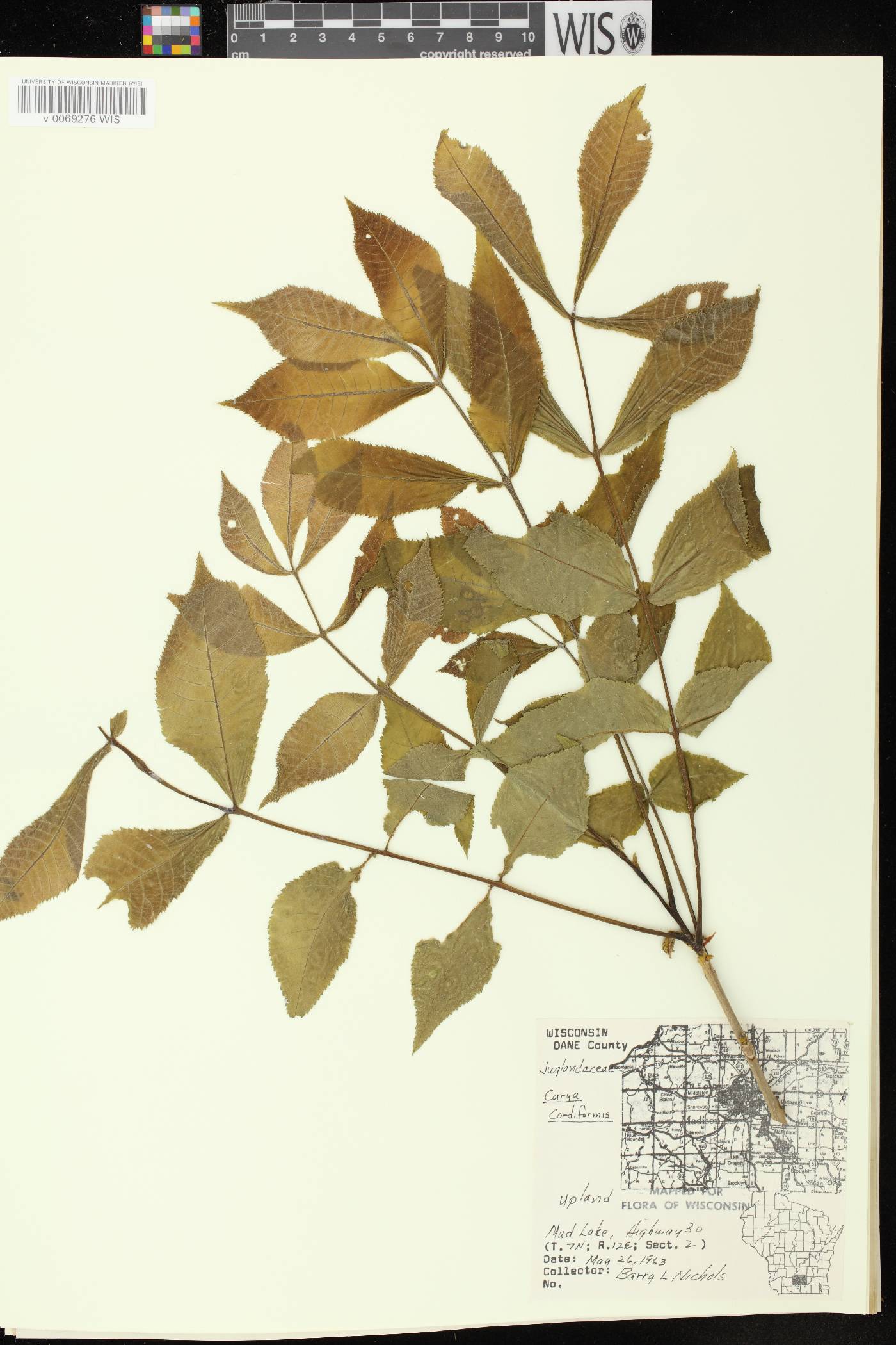 Carya cordiformis image