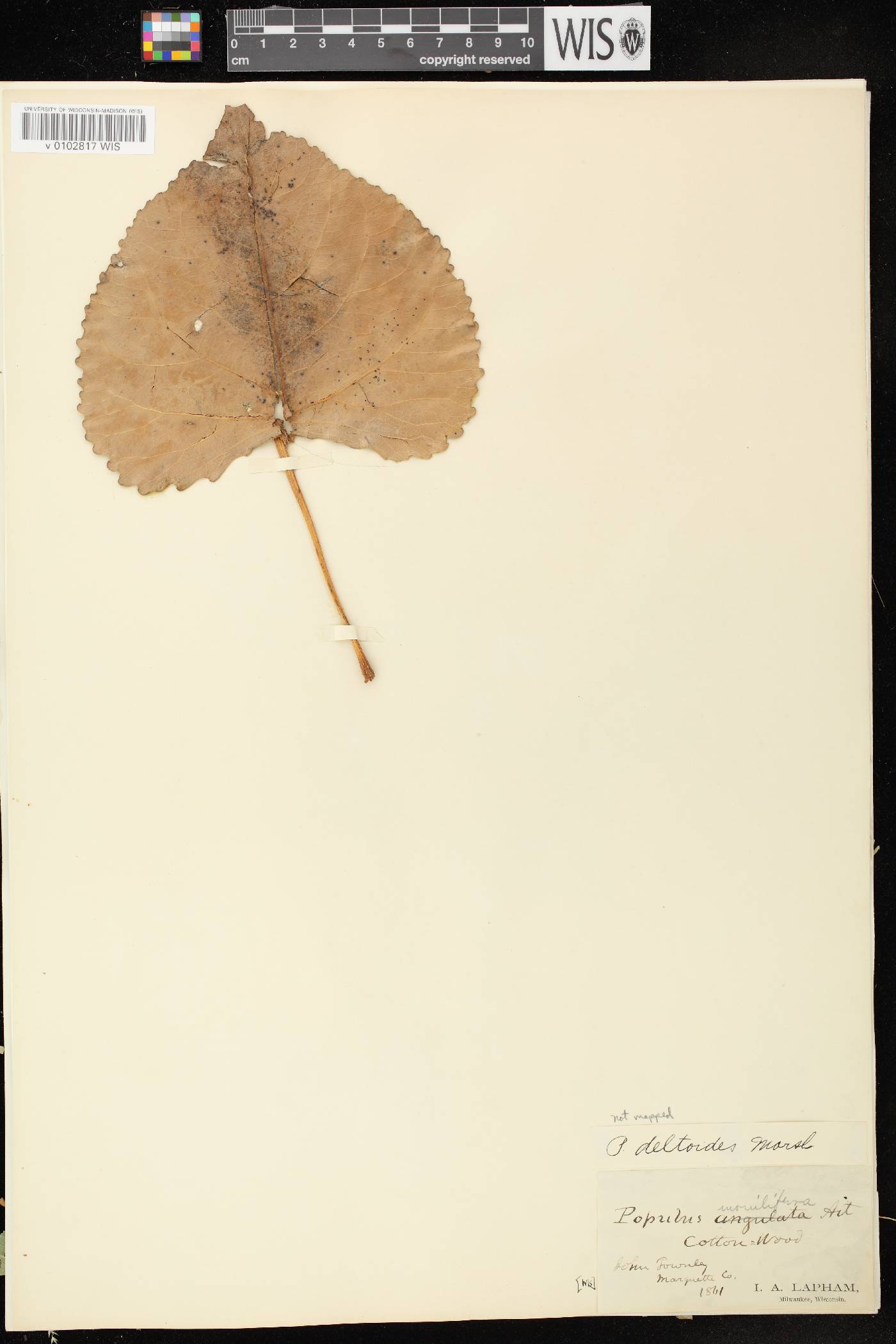 Populus deltoides subsp. monilifera image