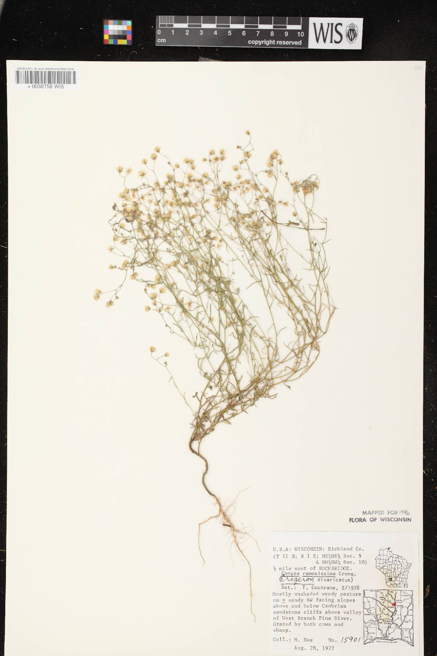 Conyza ramosissima image
