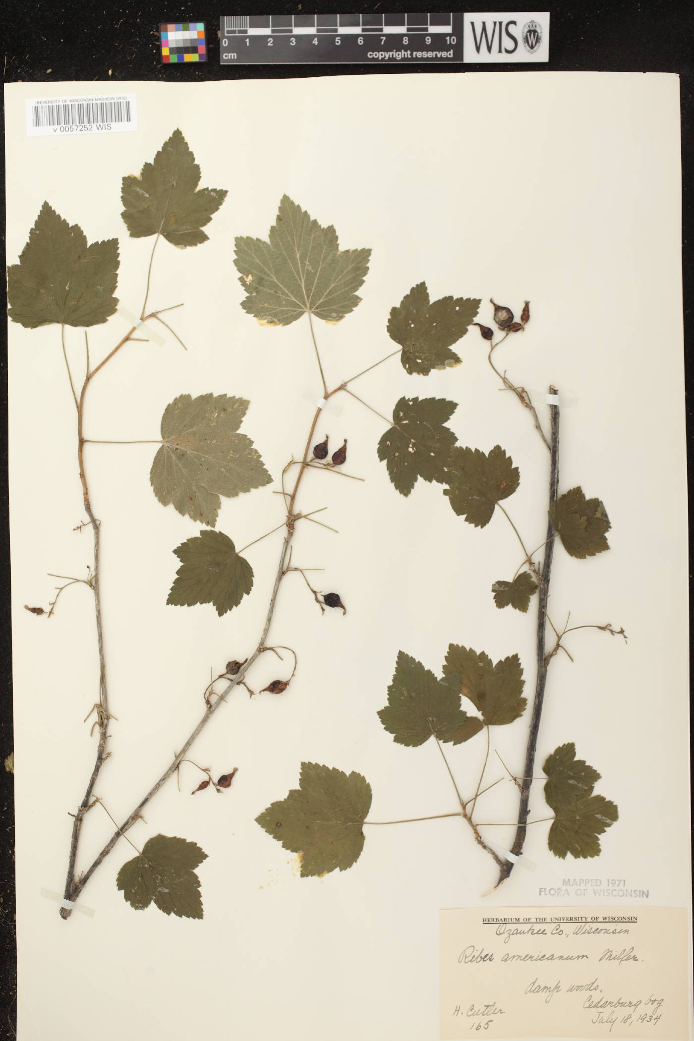 Ribes americanum image