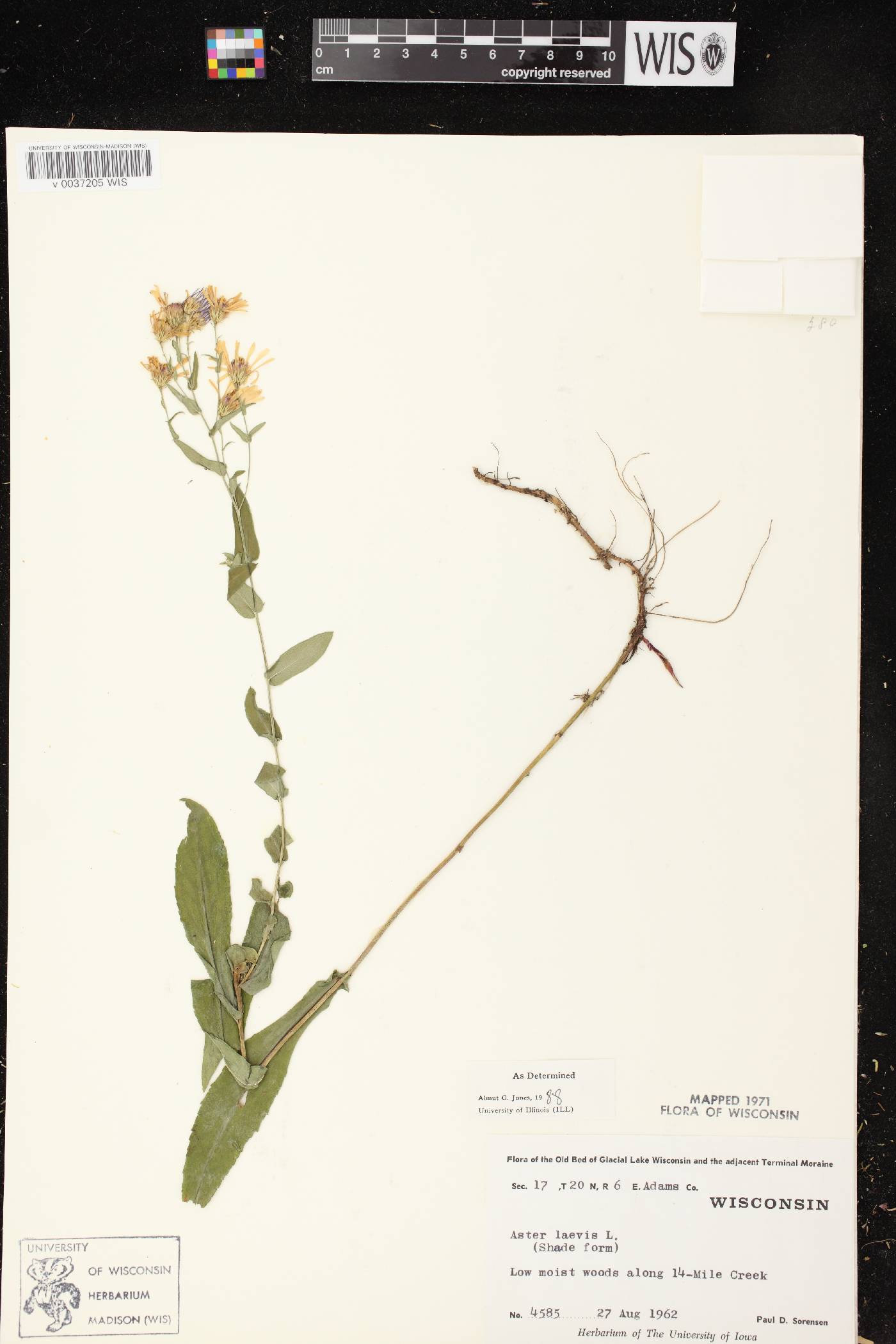 Symphyotrichum laeve image