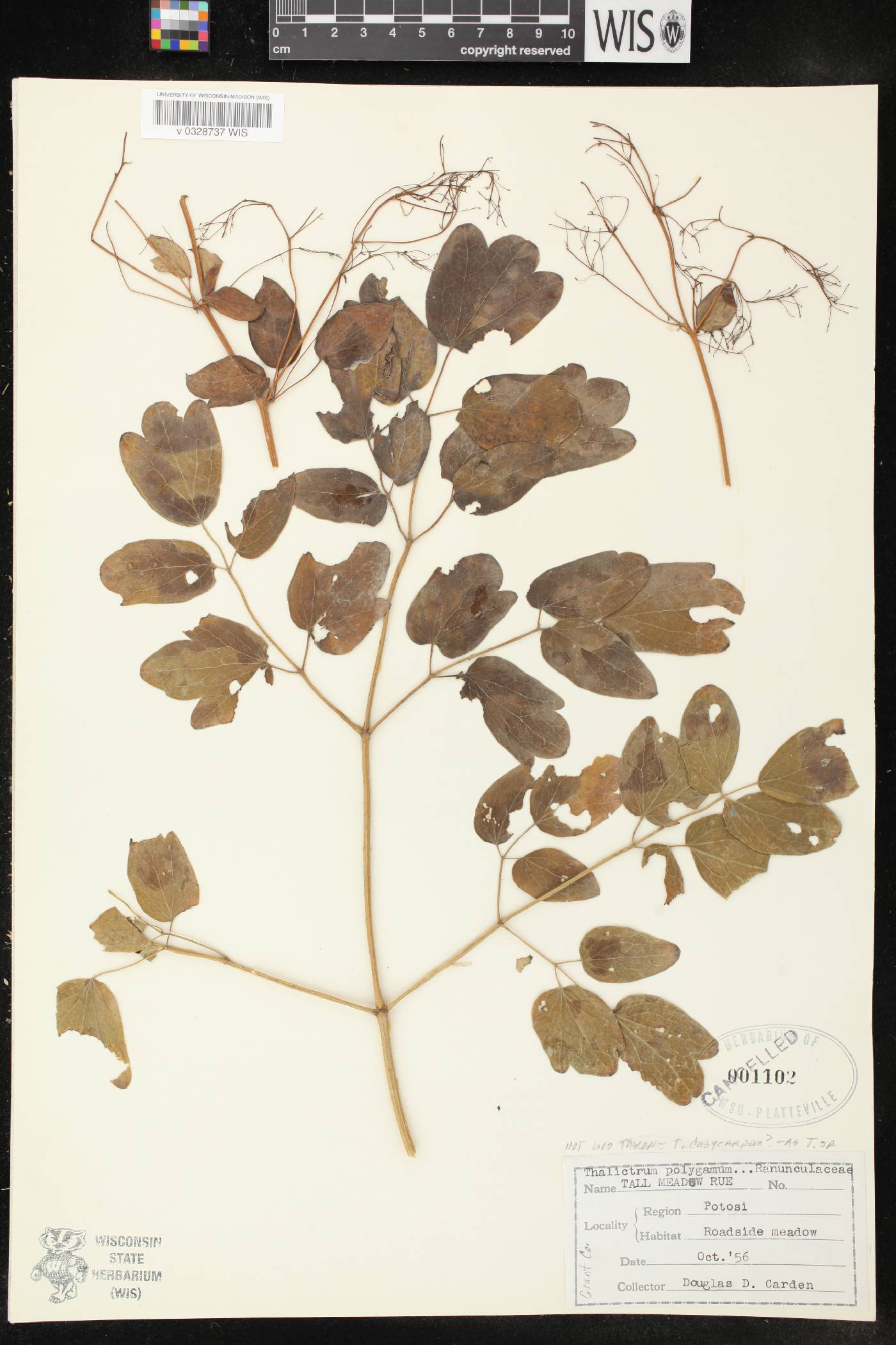Thalictrum dasycarpum image
