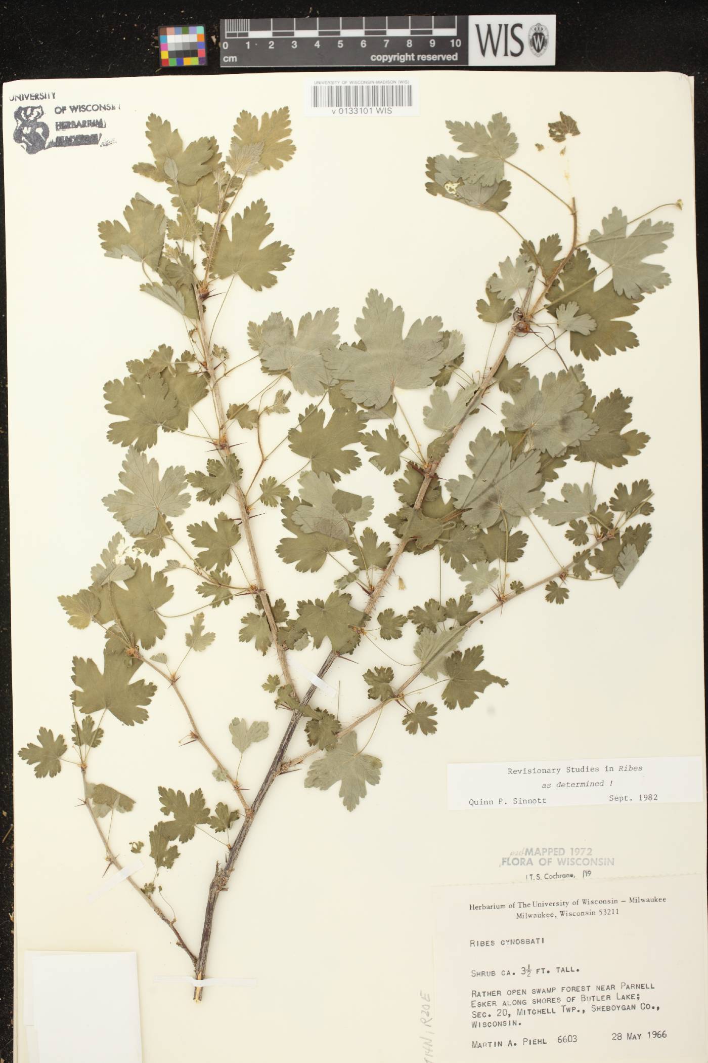 Ribes cynosbati image