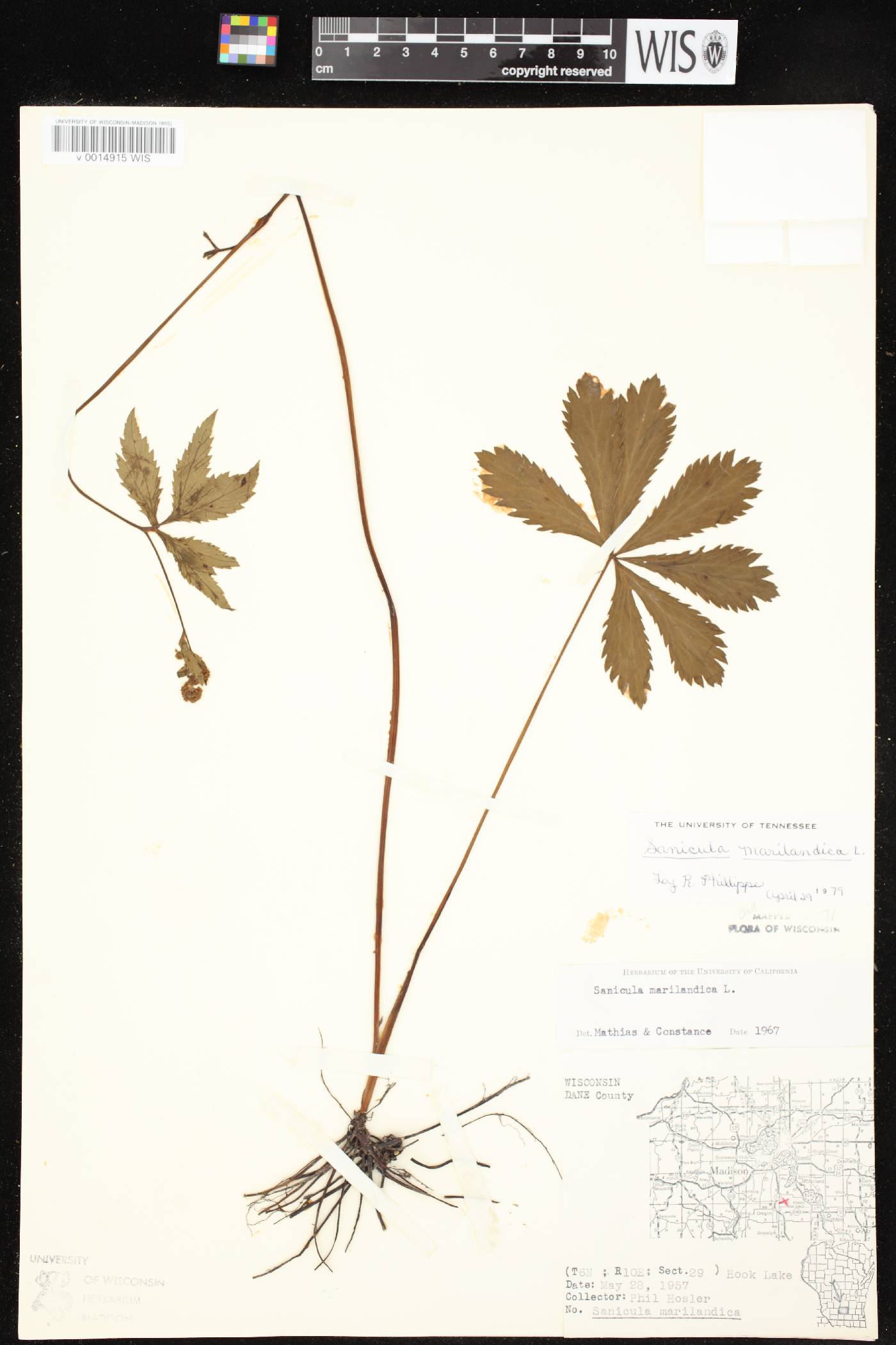 Sanicula marilandica image