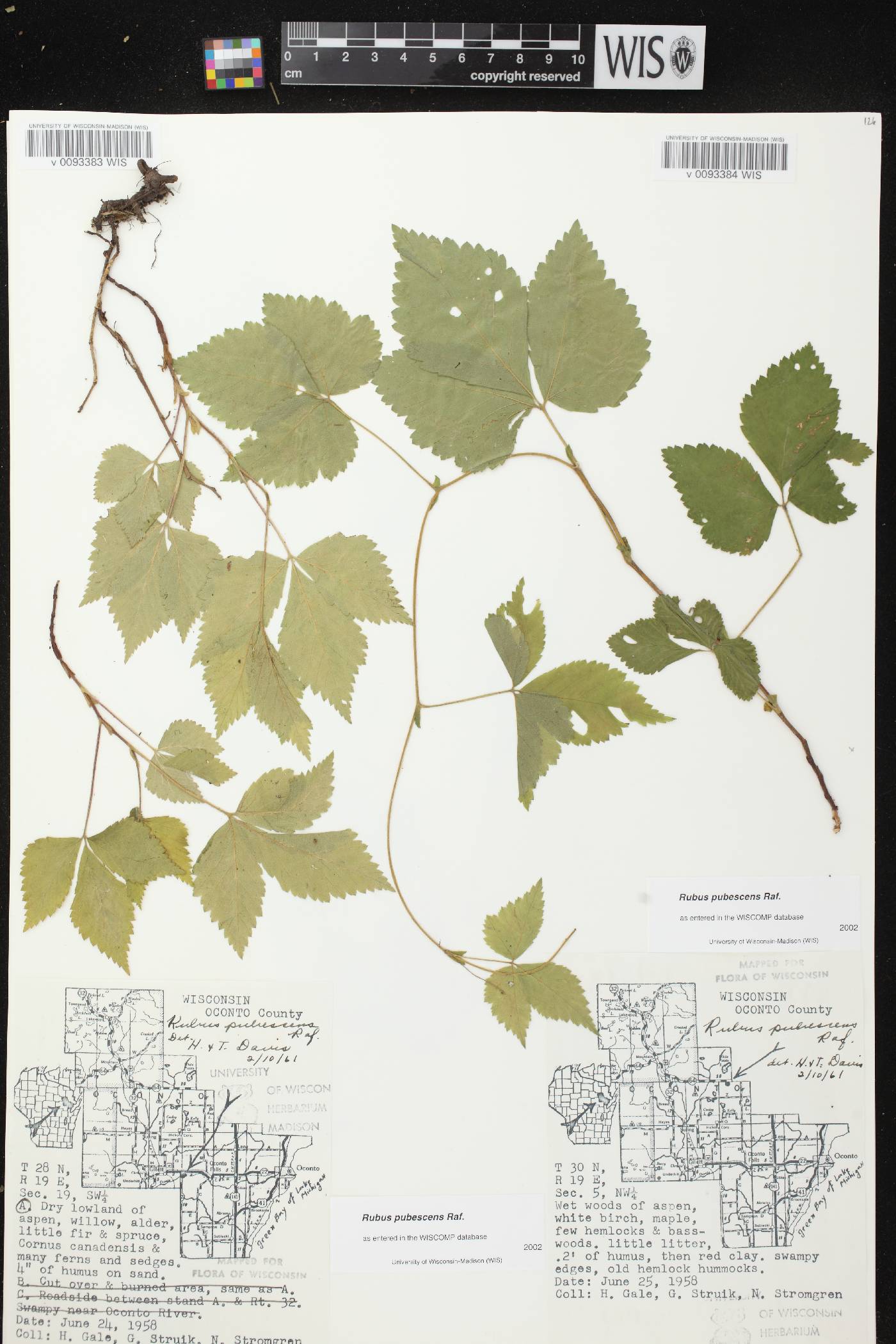 Rubus pubescens image