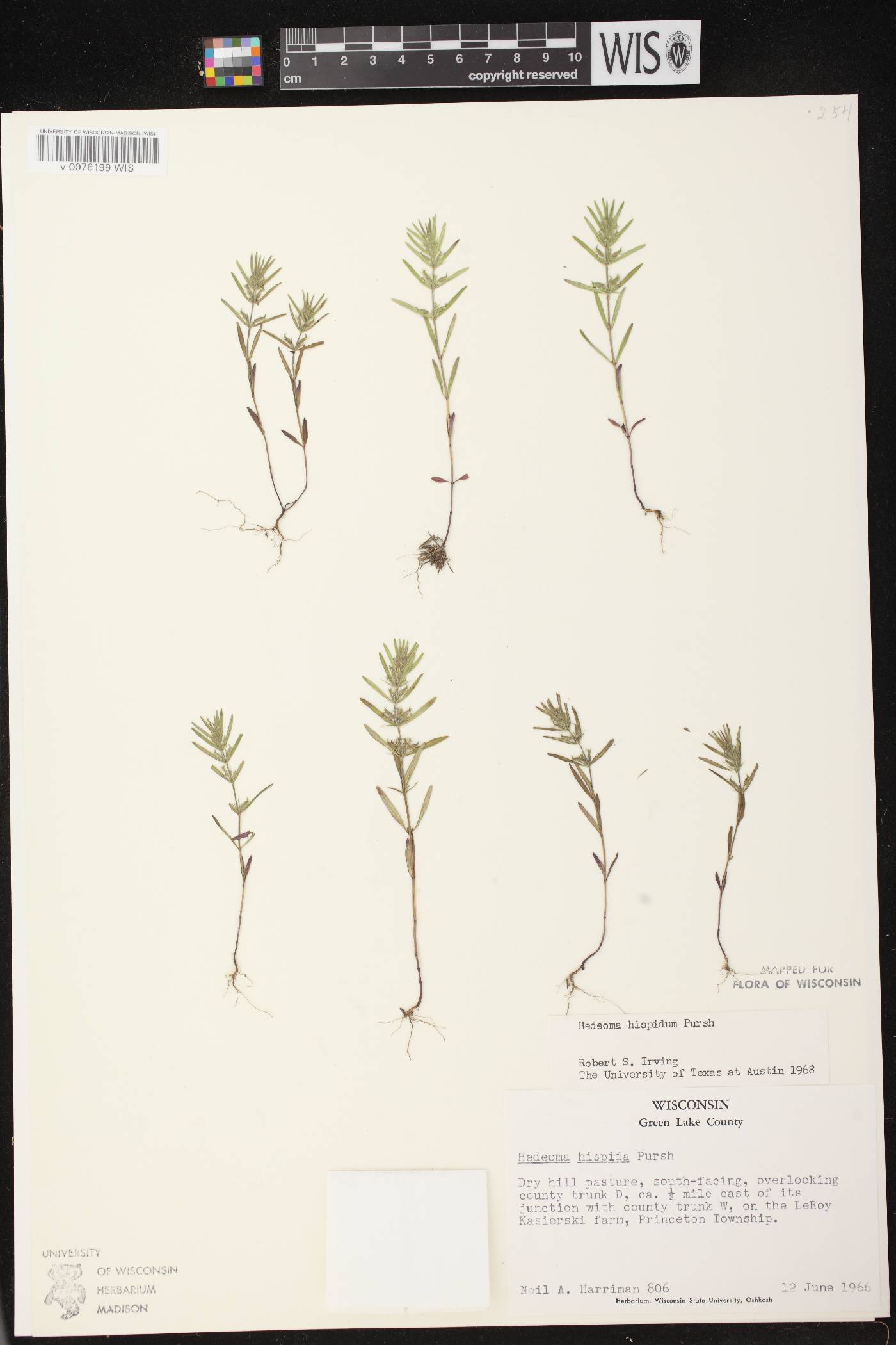 Hedeoma hispida image