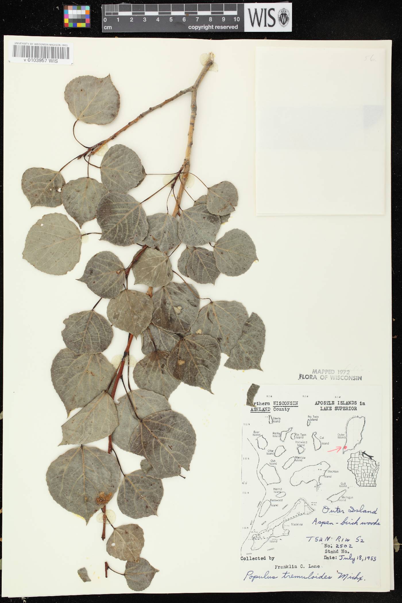 Populus tremuloides image