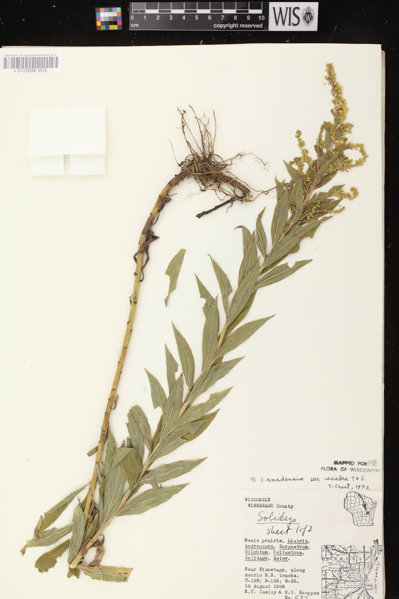 Solidago altissima subsp. altissima image
