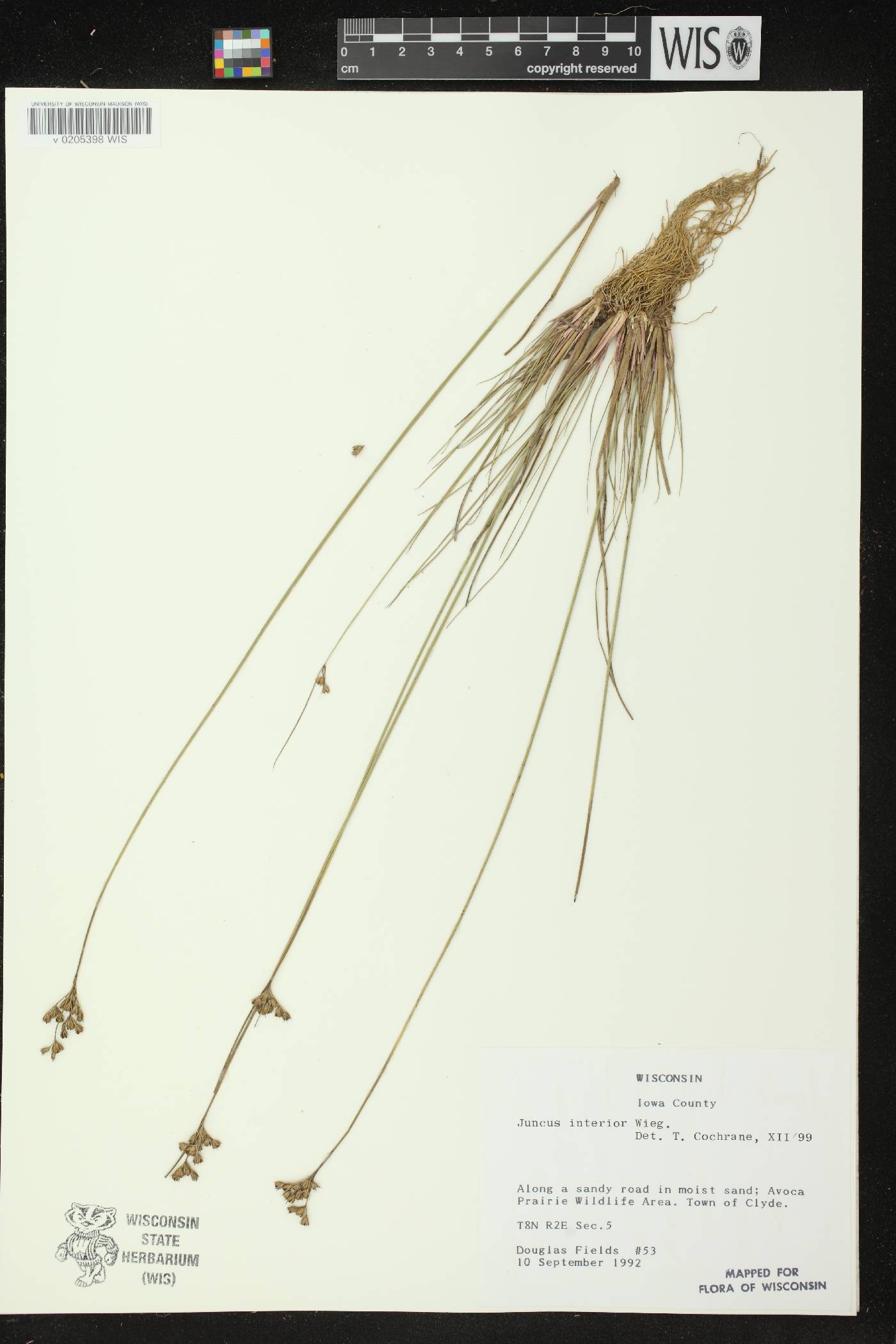 Juncus interior image