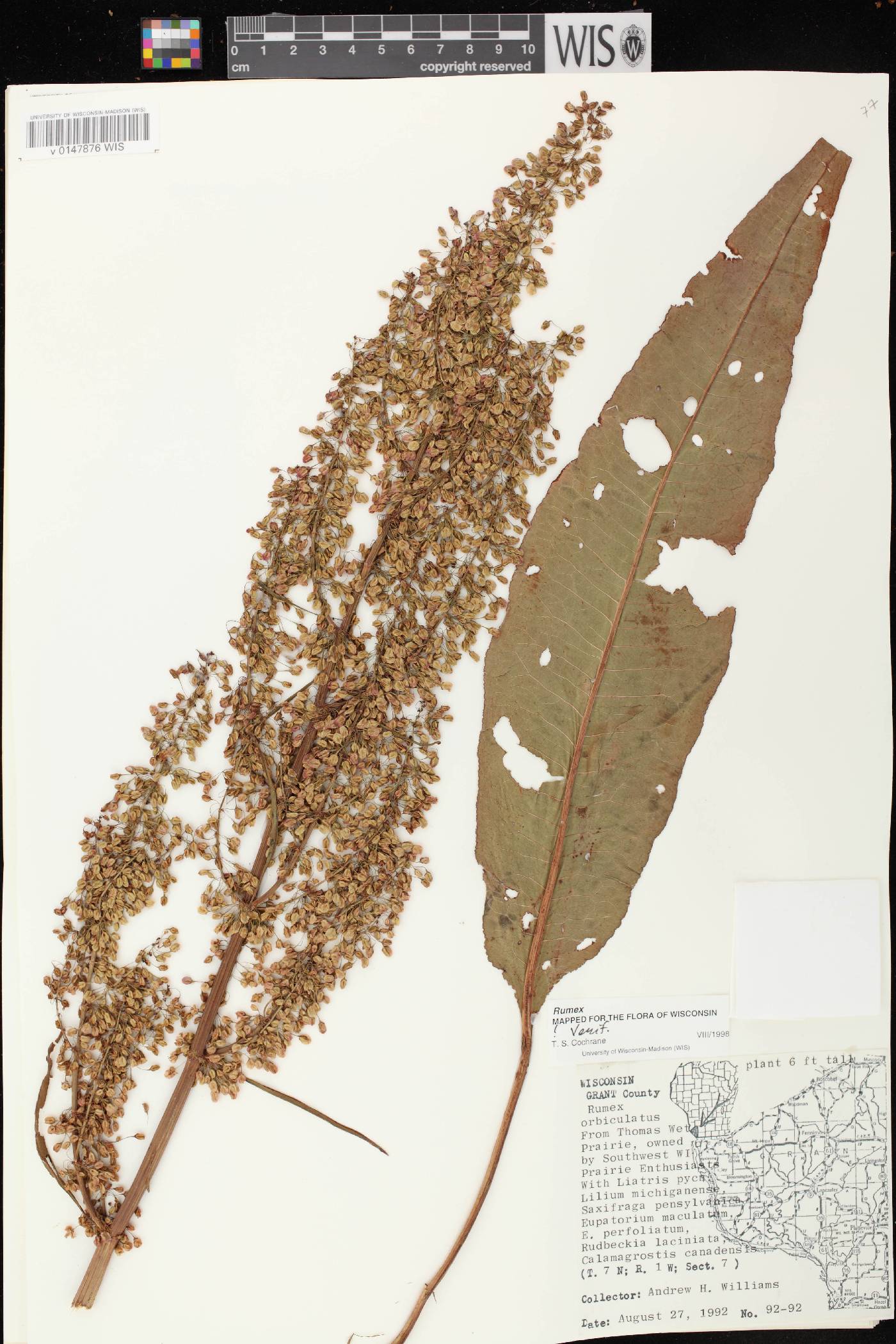 Rumex britannica image
