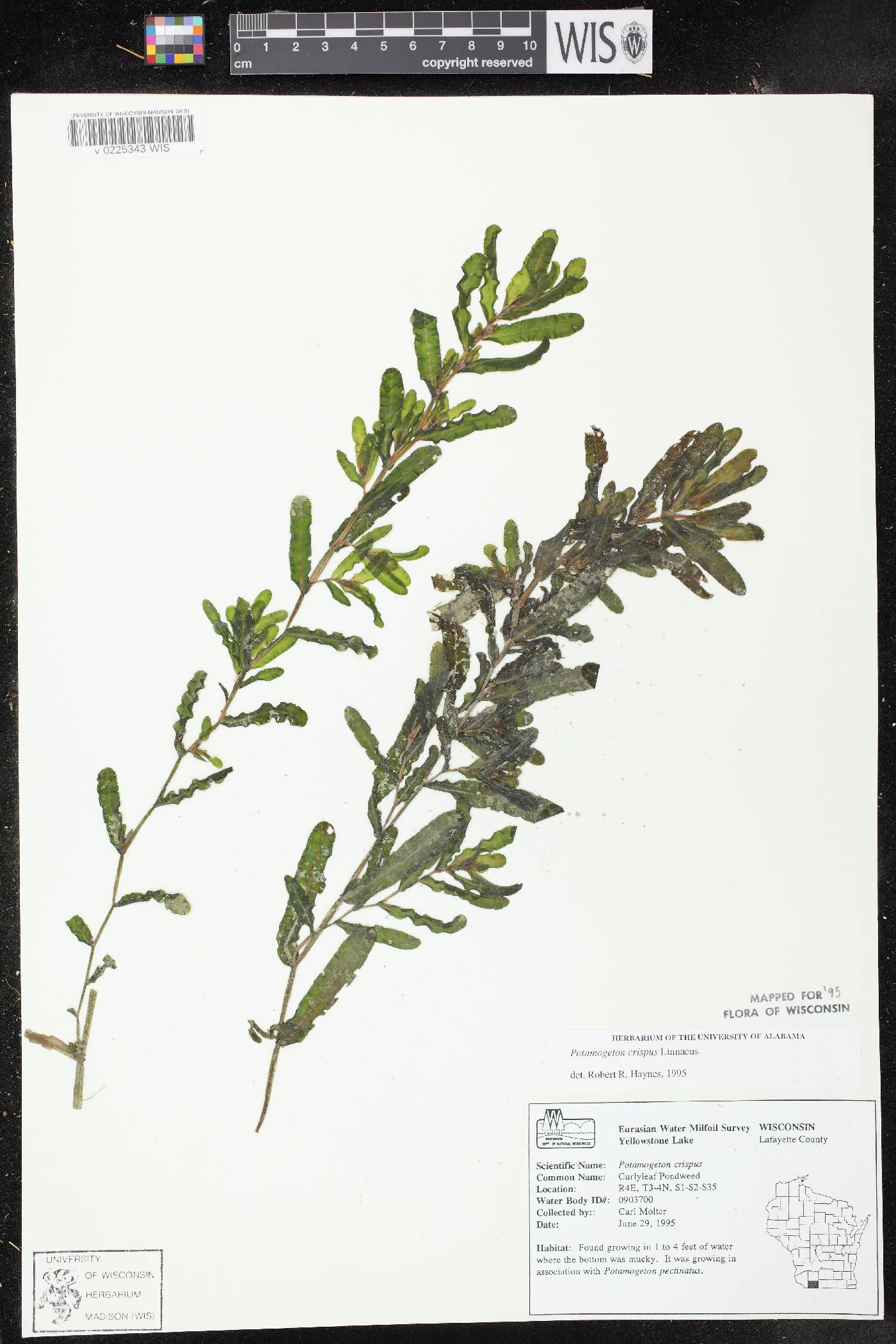 Potamogeton crispus image